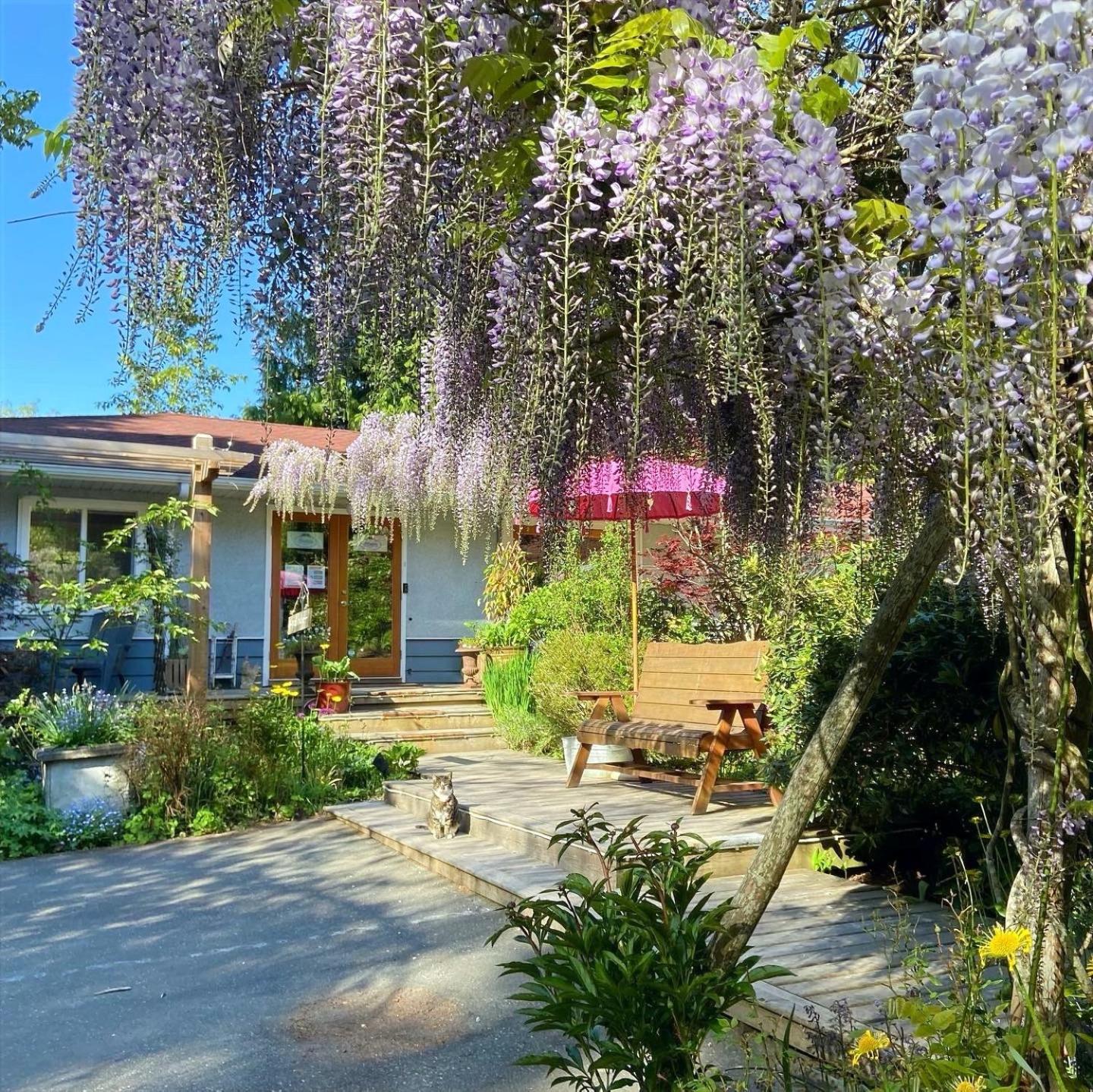Wisteria Guest House - Image 1