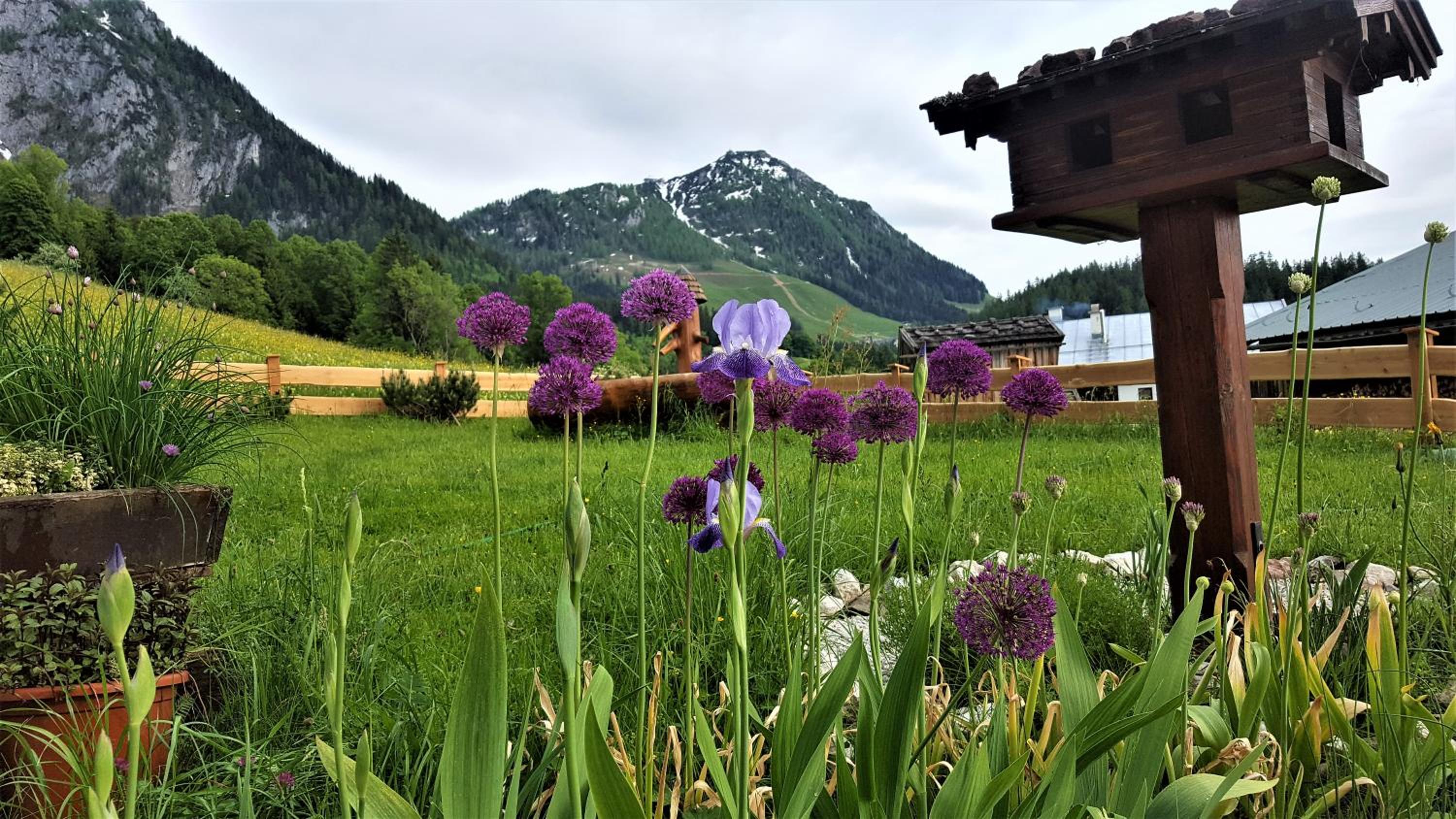4 Bergpanorama mit herrlicher alpinen Almlandschaft für absolute Nichtraucher