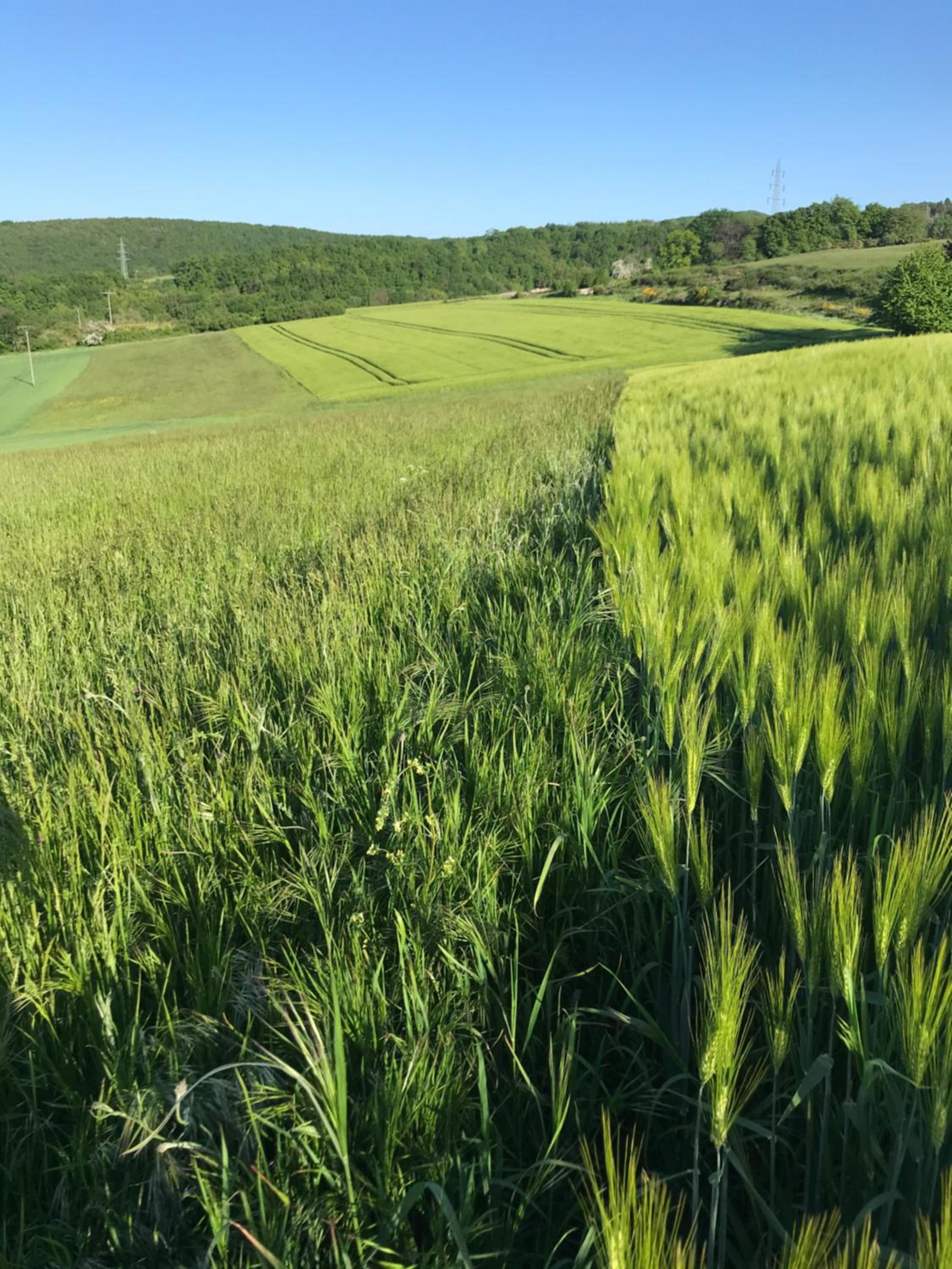 RechHof Urlaub bei Tieren