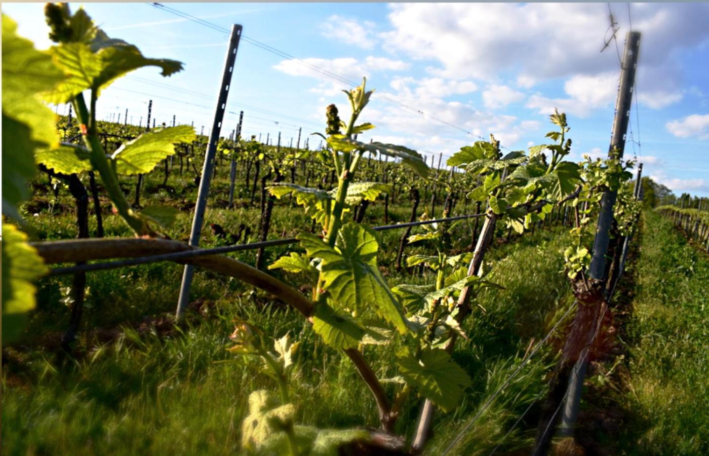 Ferienhaus & Weingut am Steingebiss