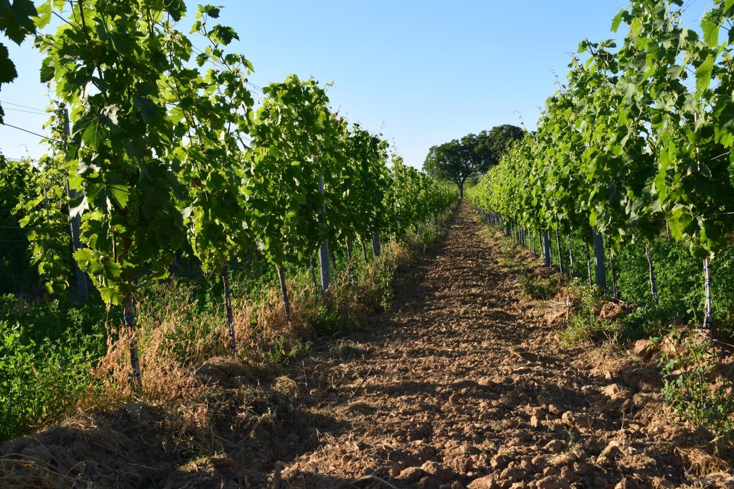 Ferienhaus & Weingut am Steingebiss