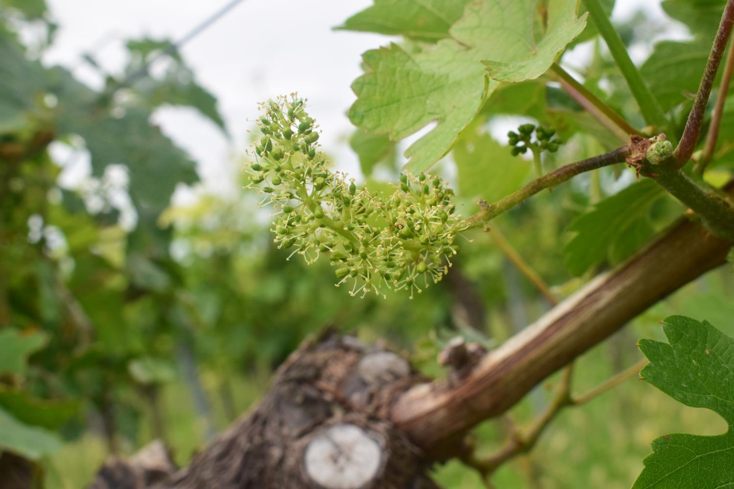 Ferienhaus & Weingut am Steingebiss
