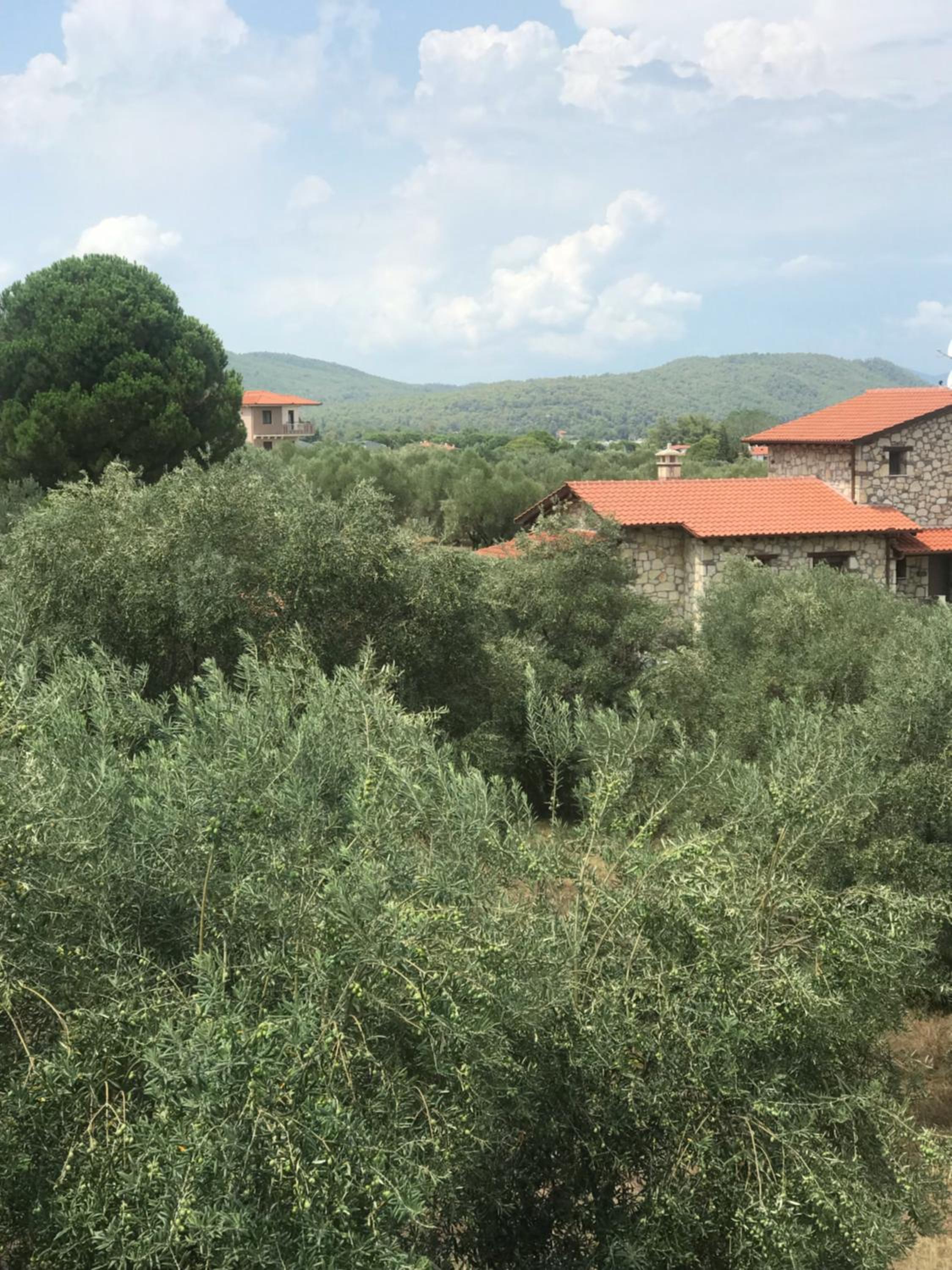 Olivegrove House view 5