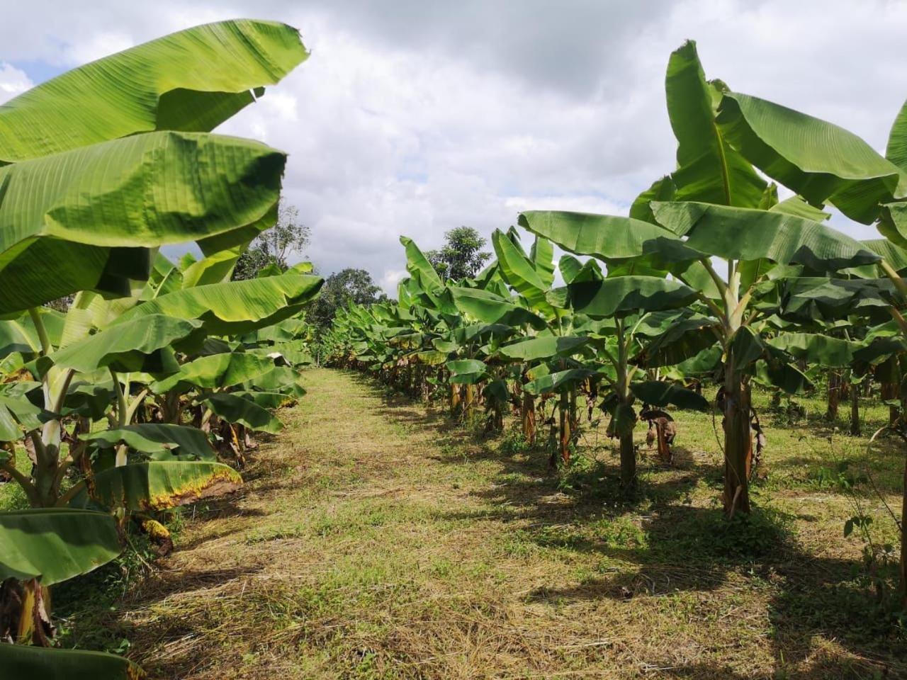 Preciosa Finca en el Eje Cafetero, Quindío- Colombia