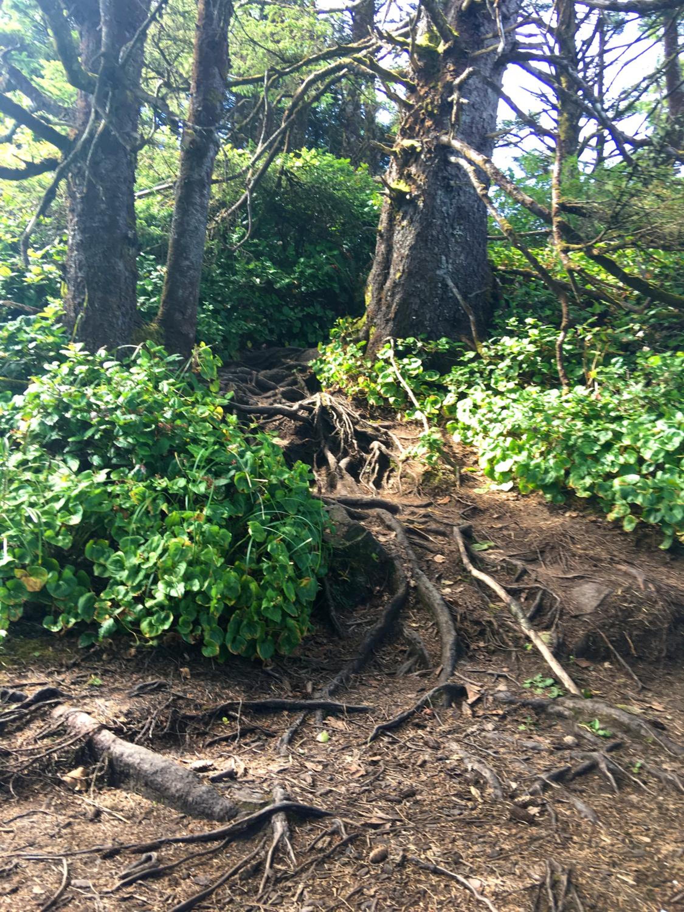 Tofino Vacations - Cobble Wood and Bird Sanctuary Guest Houses - Property Image 97
