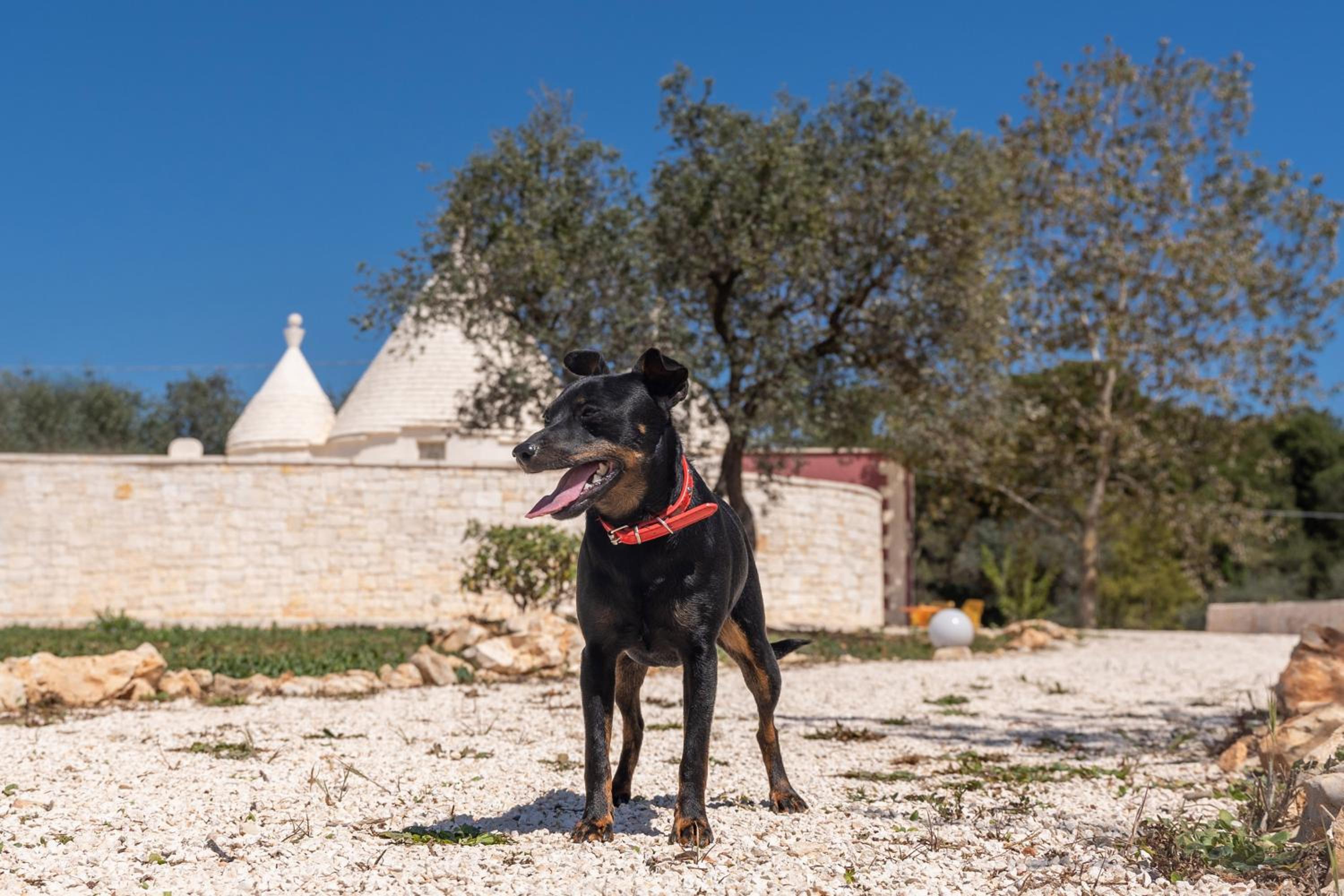 Trullo Lilia - Le Case di Valentina