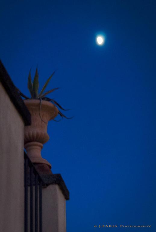 Casa Flower