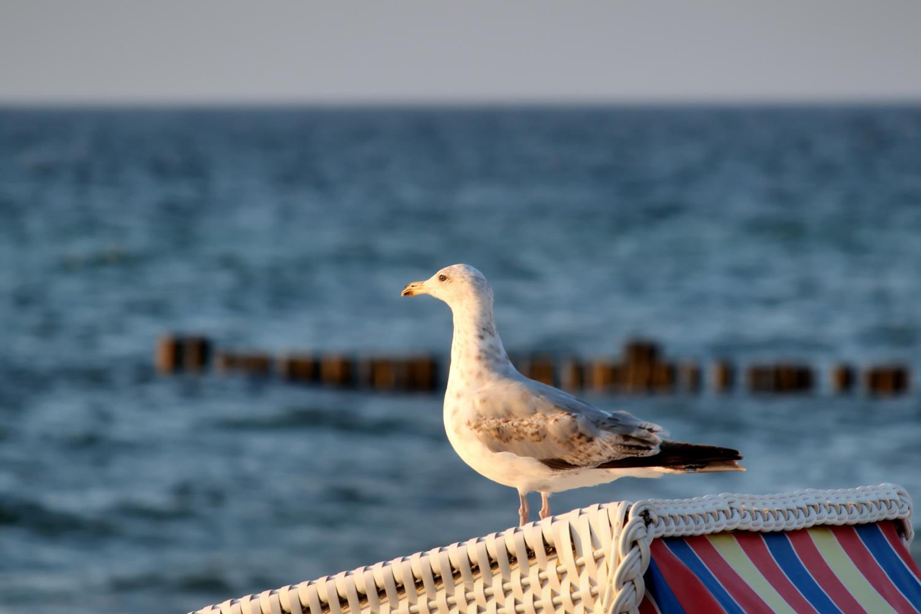 Moin Mehrblick