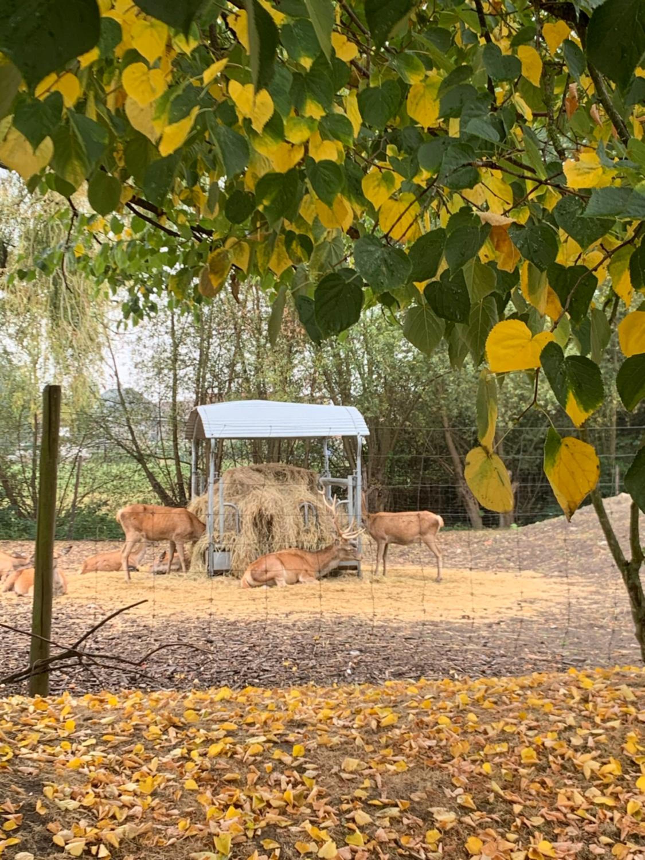 B&b kleinen bosch