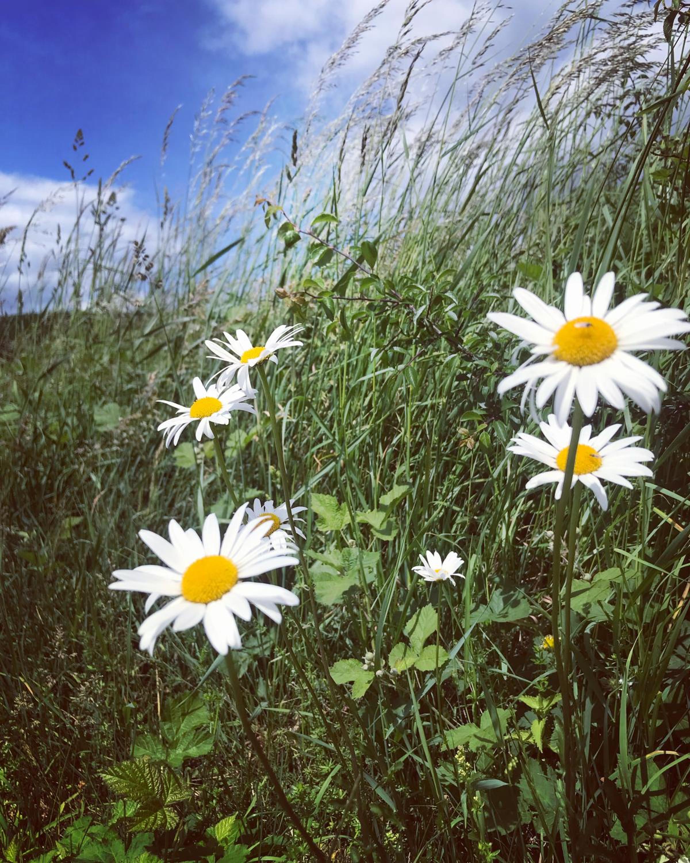 Rech Hof Urlaub auf dem Bauernhof view 5