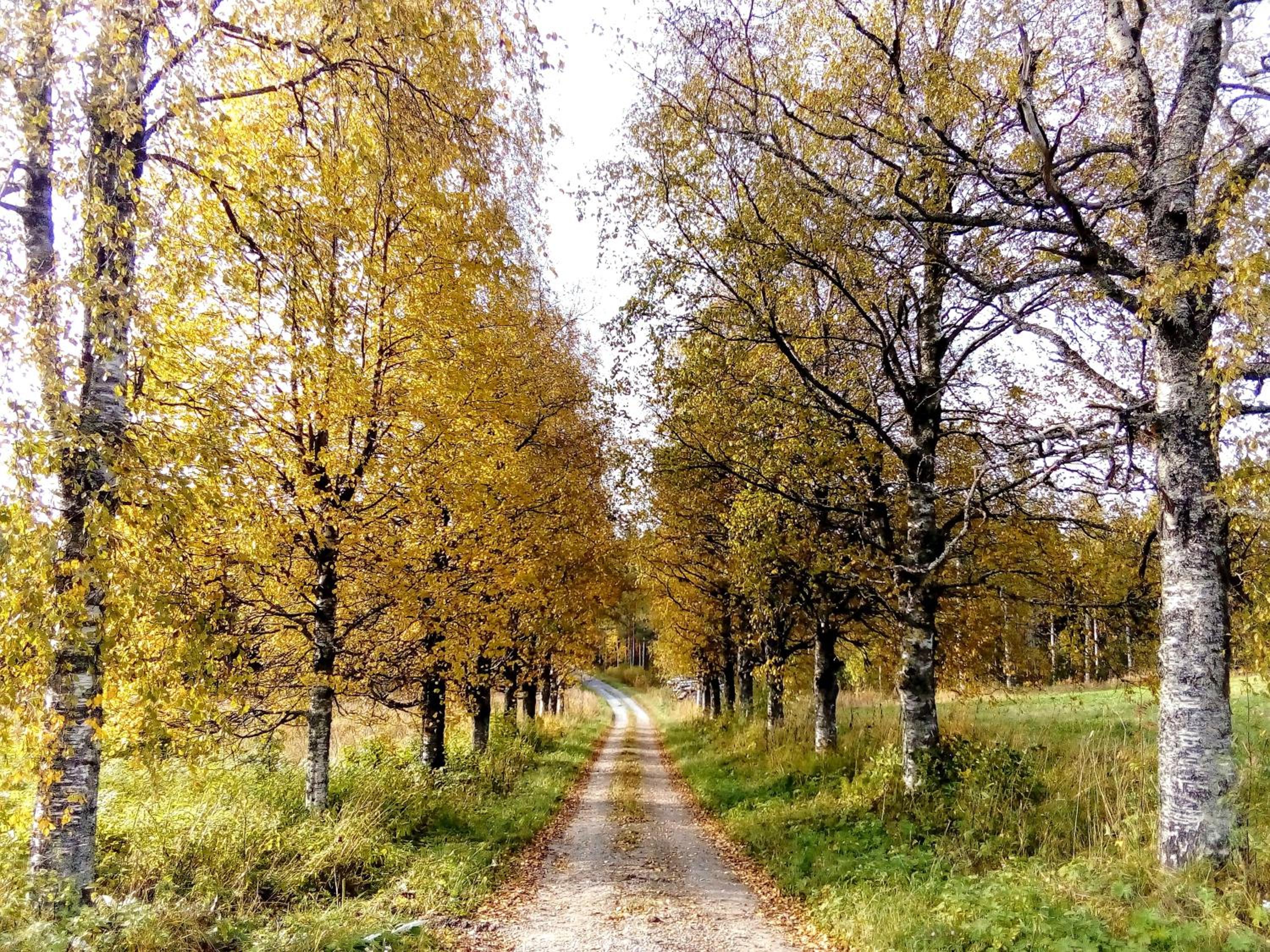 Yläpihan Tila view 2