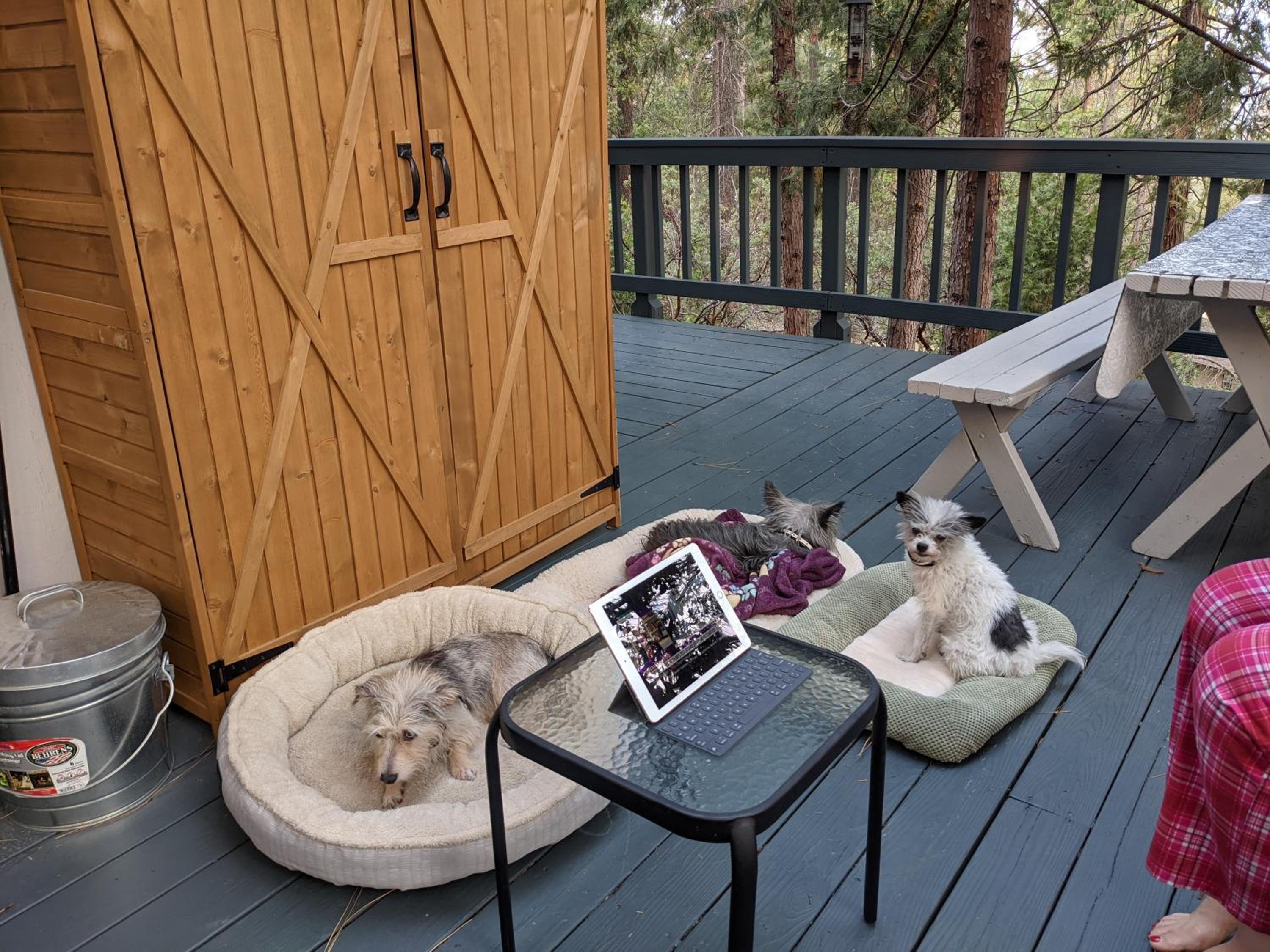 Breckenridge Chalet near Yosemite. Dog friendly!