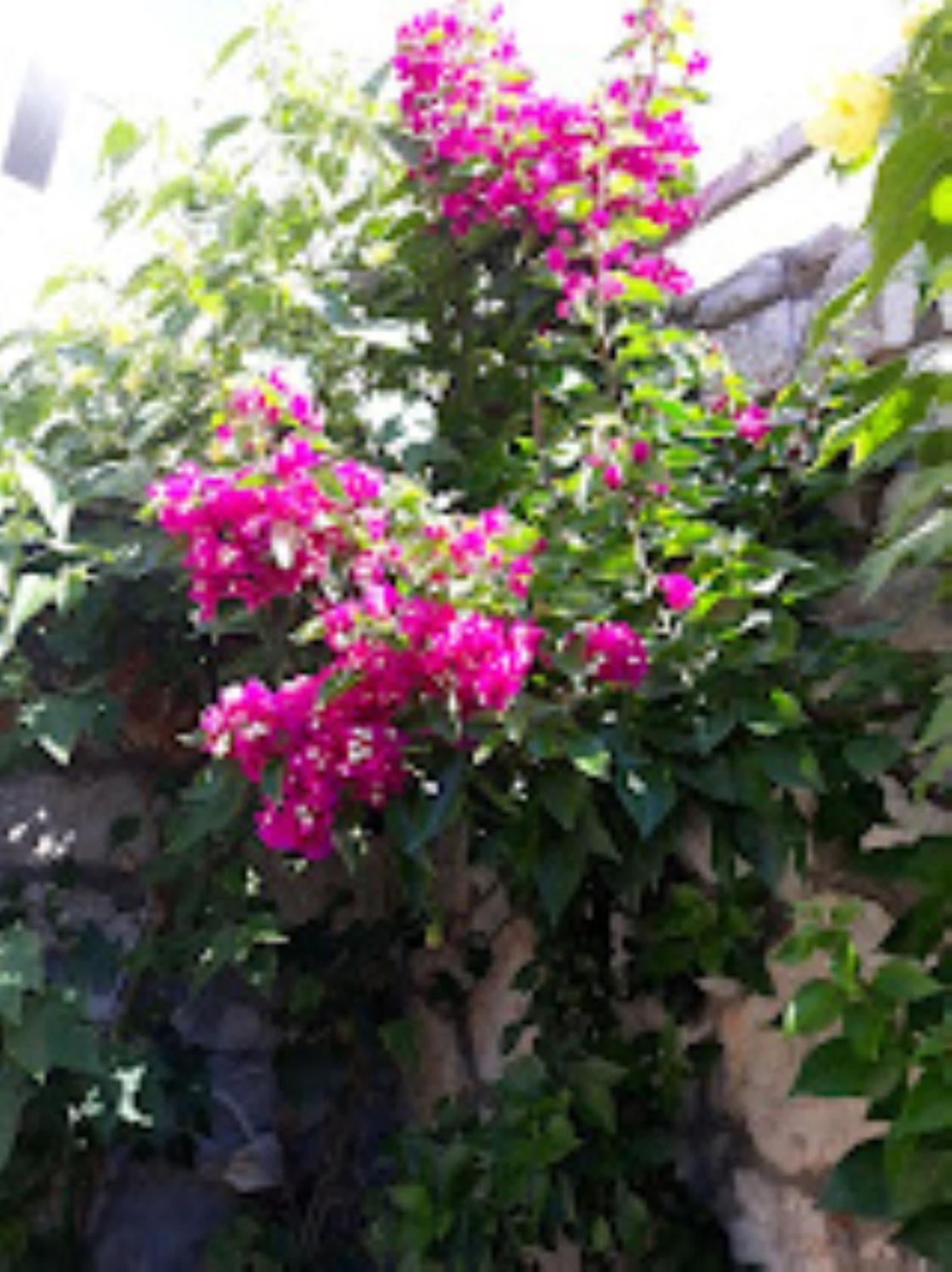 Photo 31
