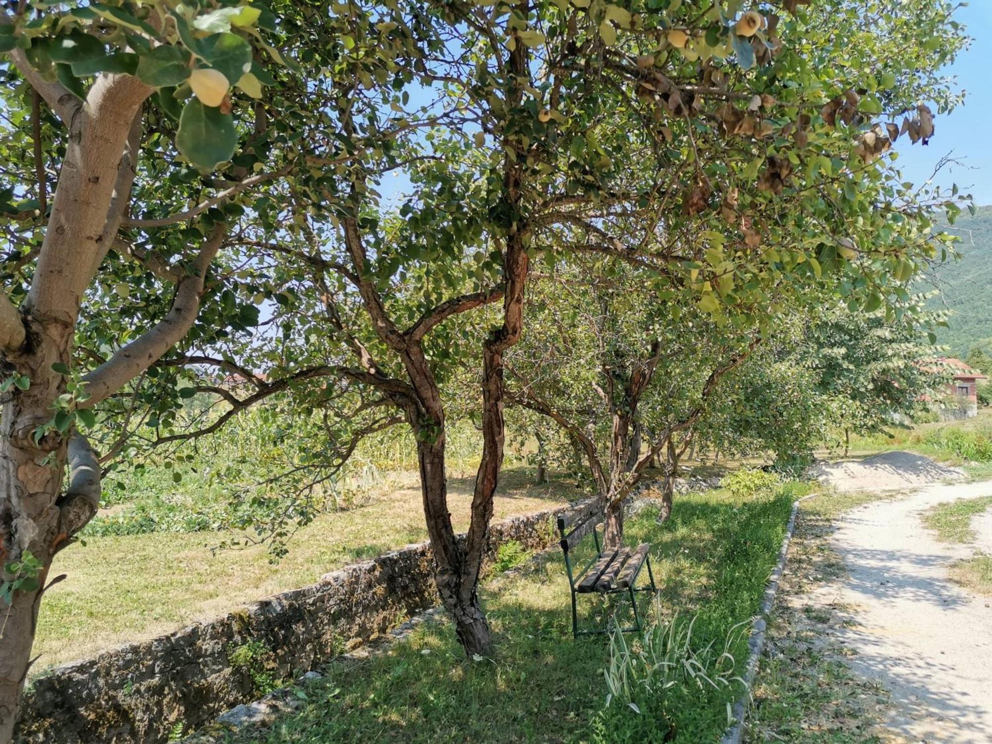 Photo 42