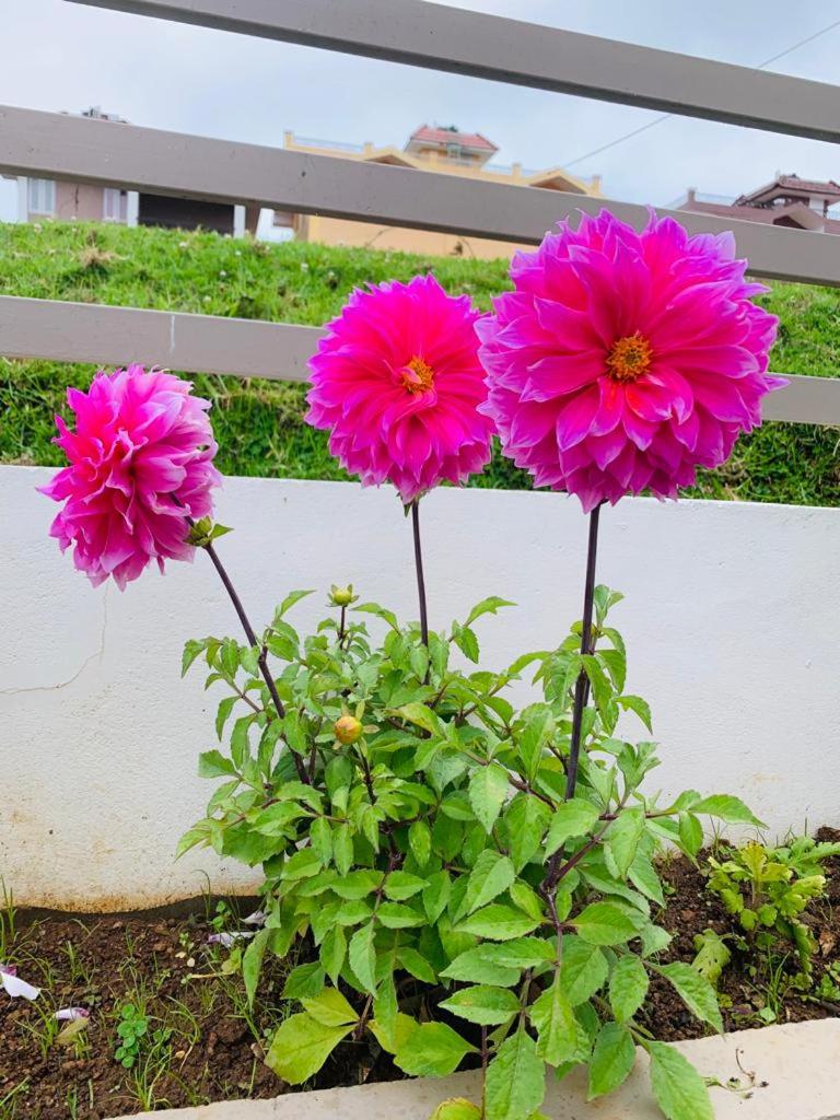 Gokul Villa view 2