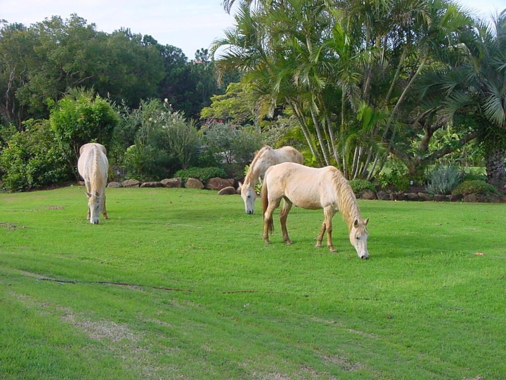 Tropical Coast Retreat - Pet Friendly - Adult only