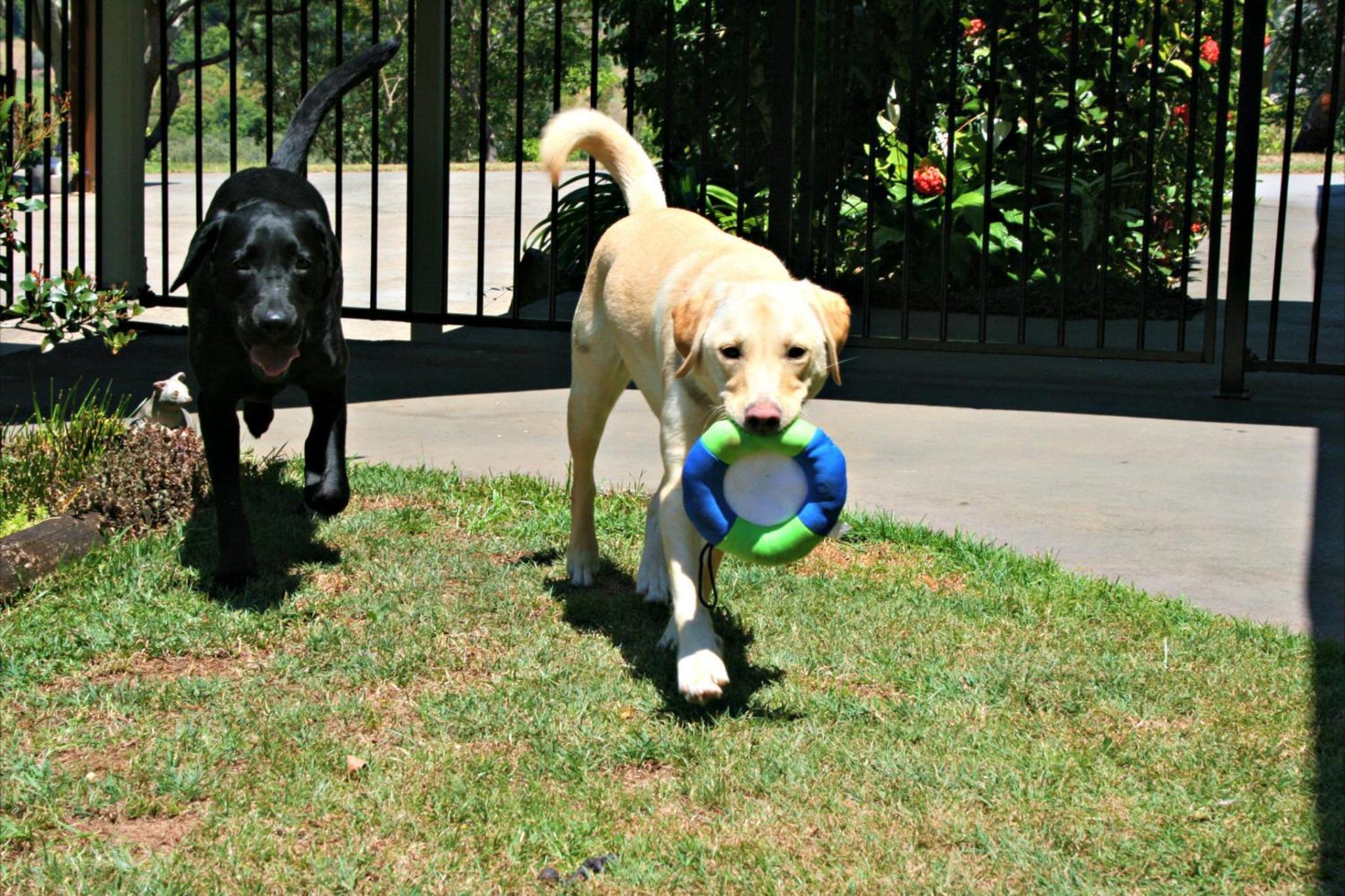 Tropical Coast Retreat - Pet Friendly - Adult only