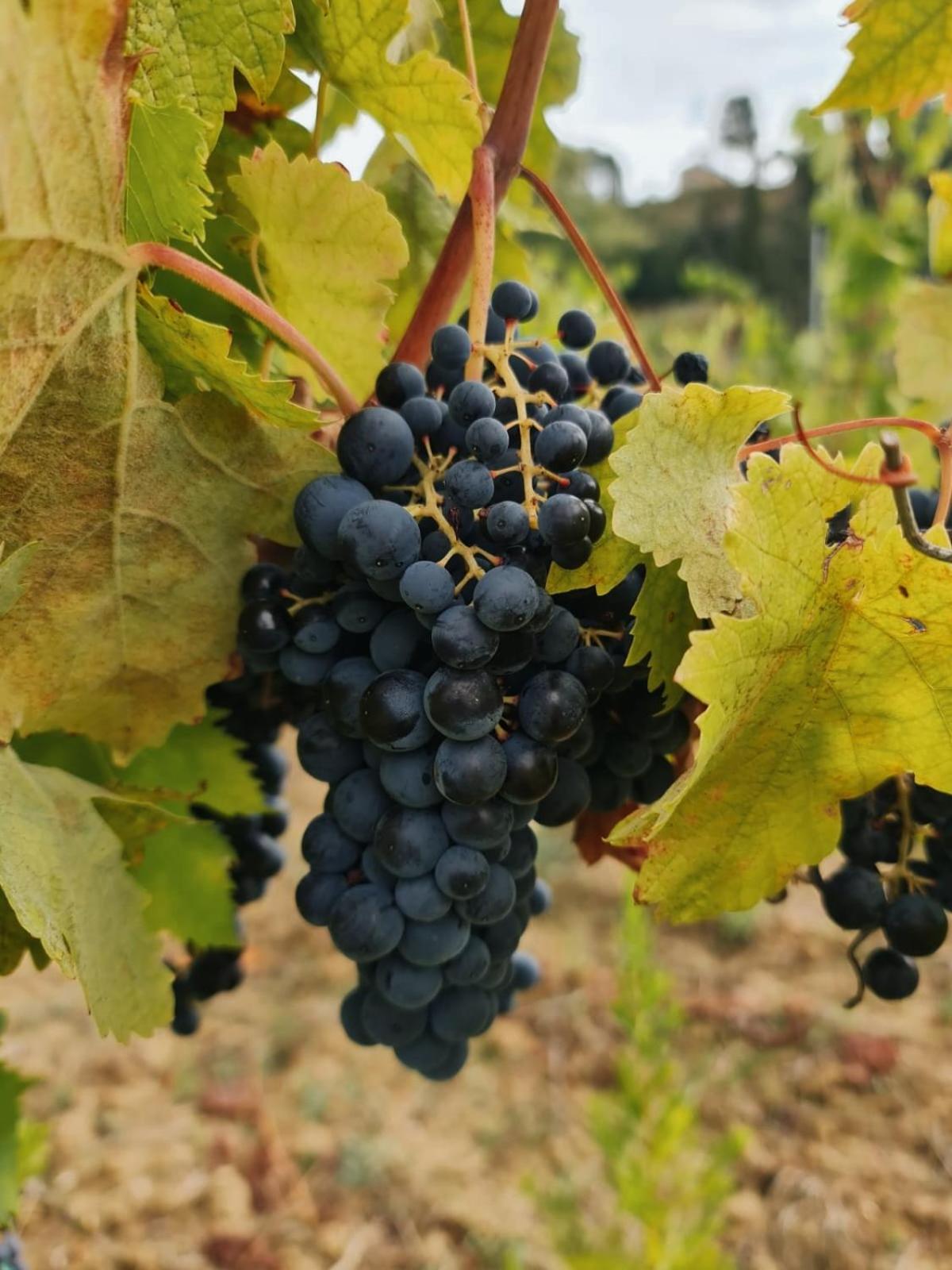 Podere Borgaruccio