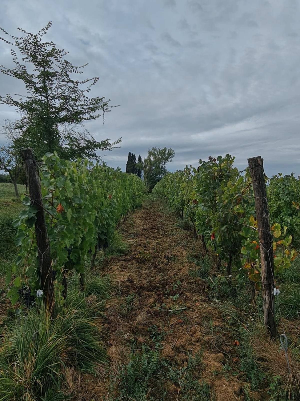 Podere Borgaruccio