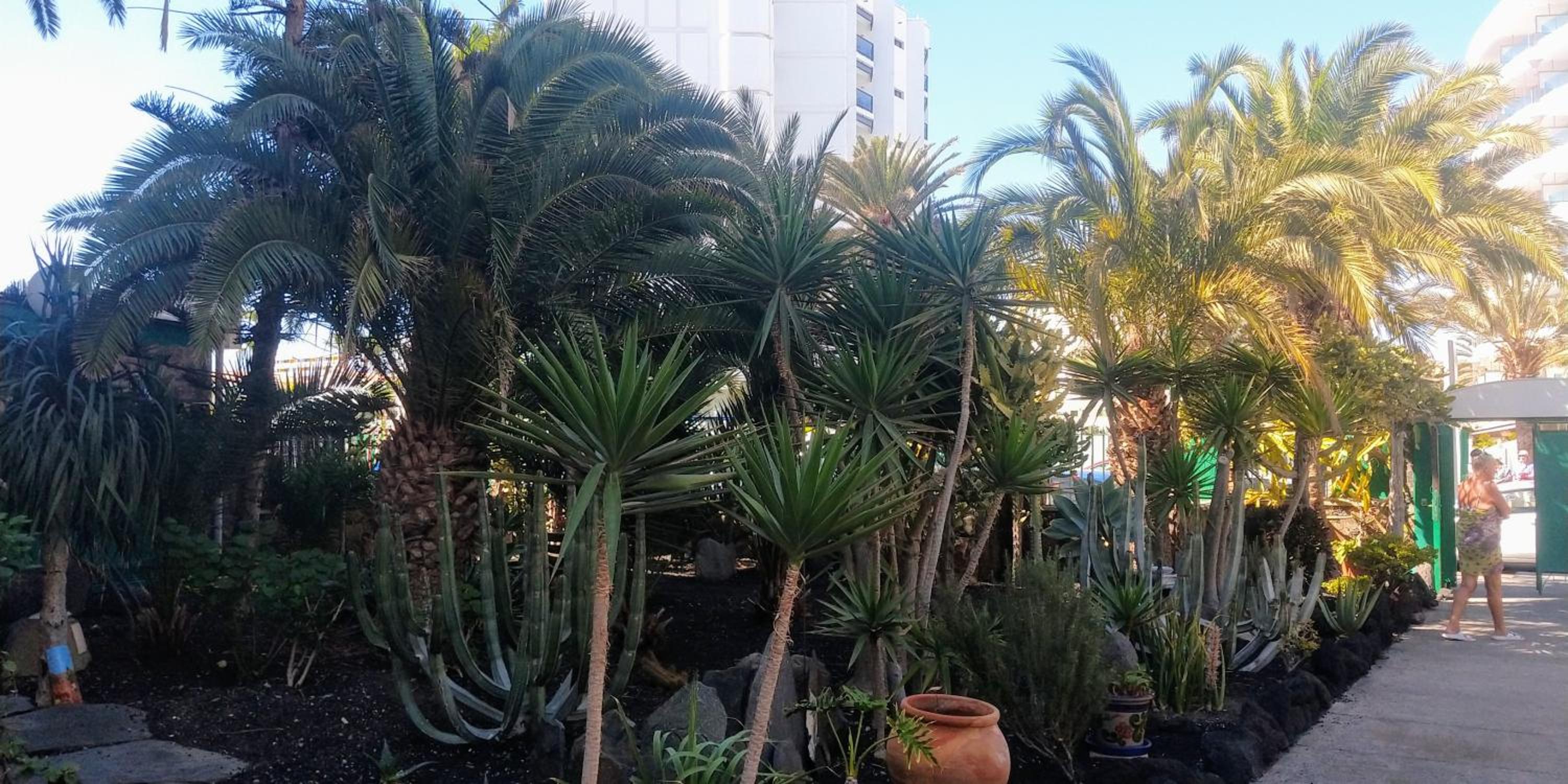 Hotel cactus - Image 1