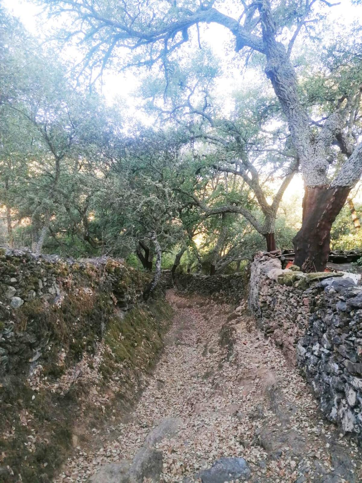 Casa Rural El Olivo