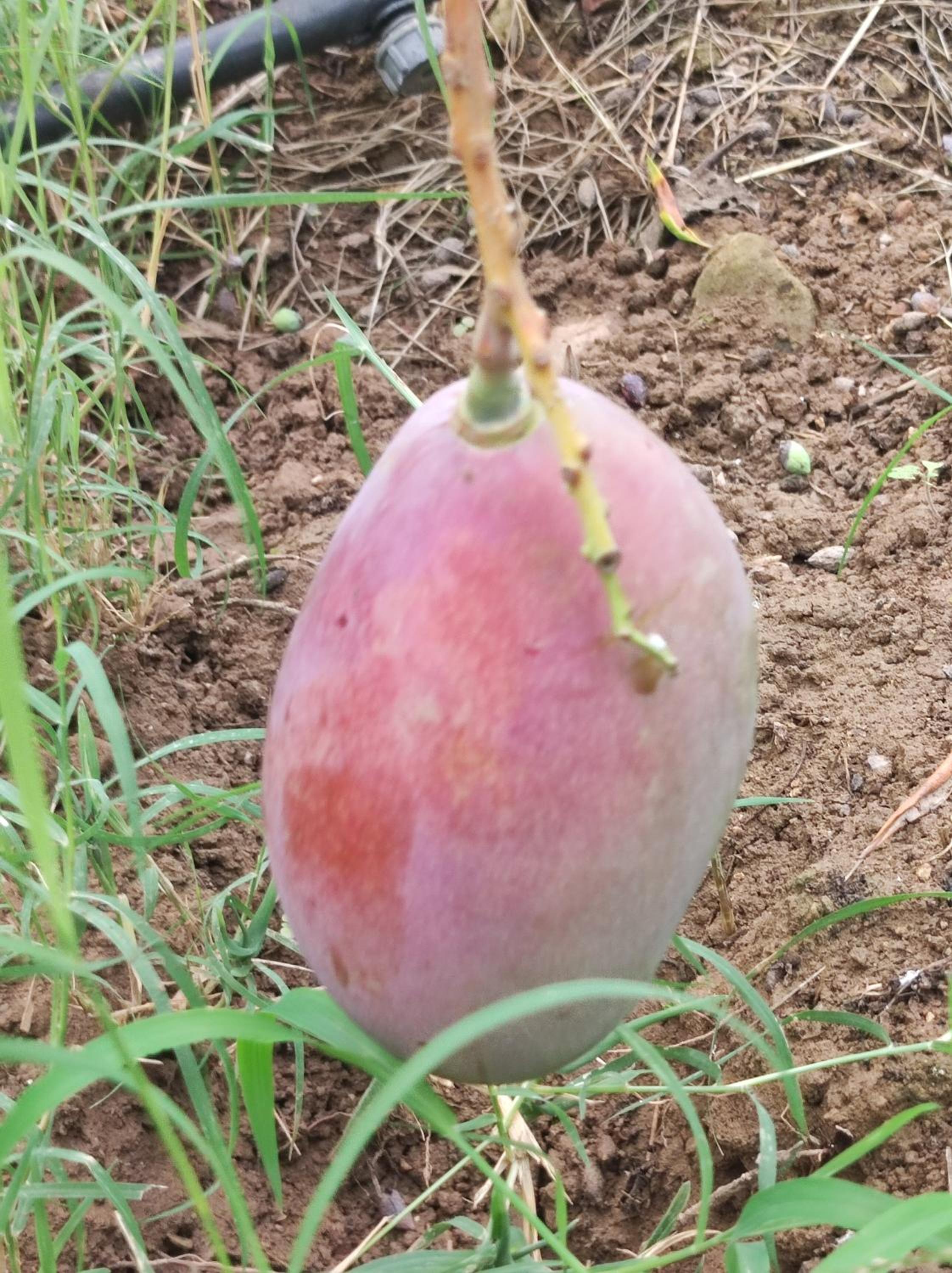 Anatolika Stamatis Paradise