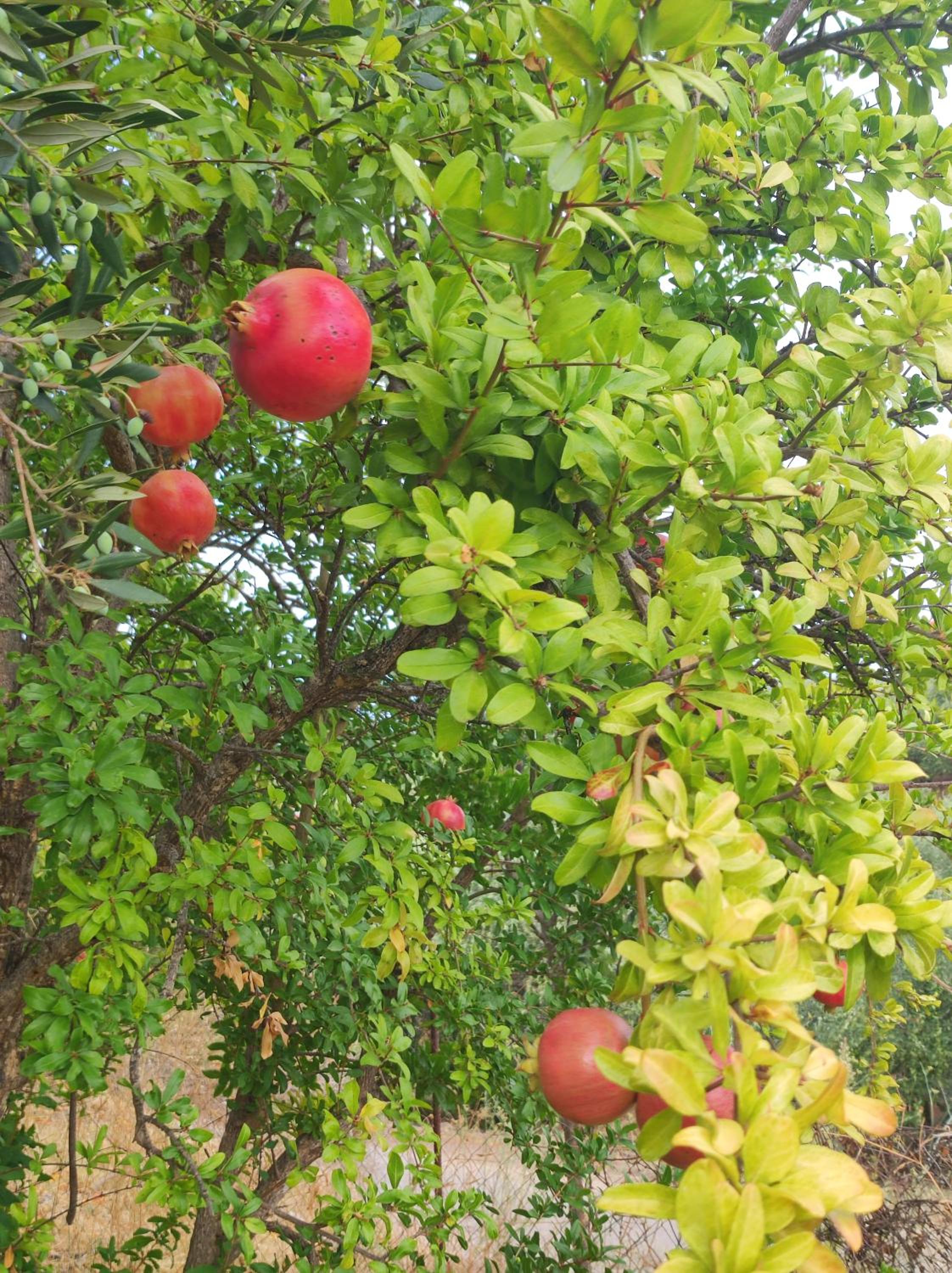 Anatolika Stamatis Paradise