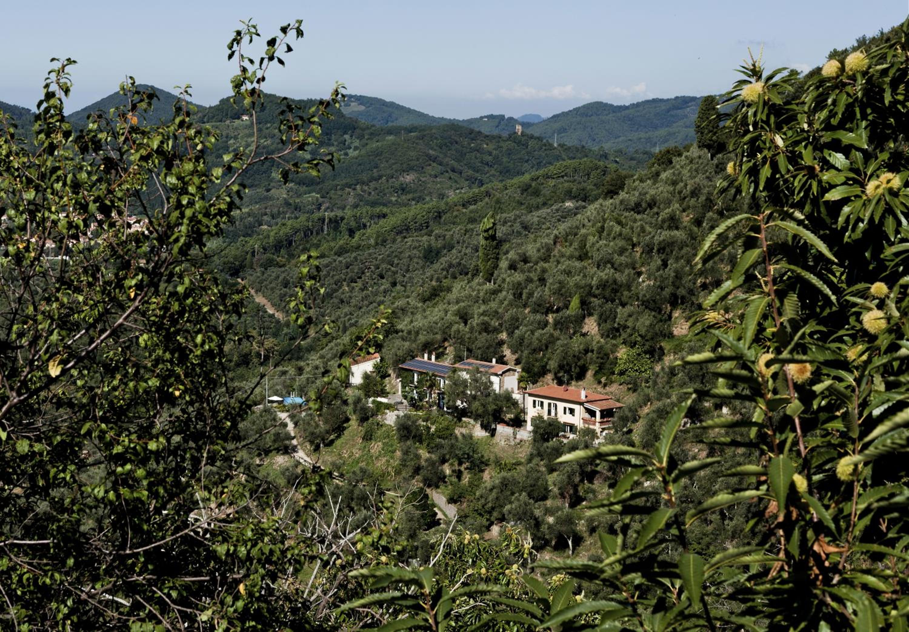 La Lucertola