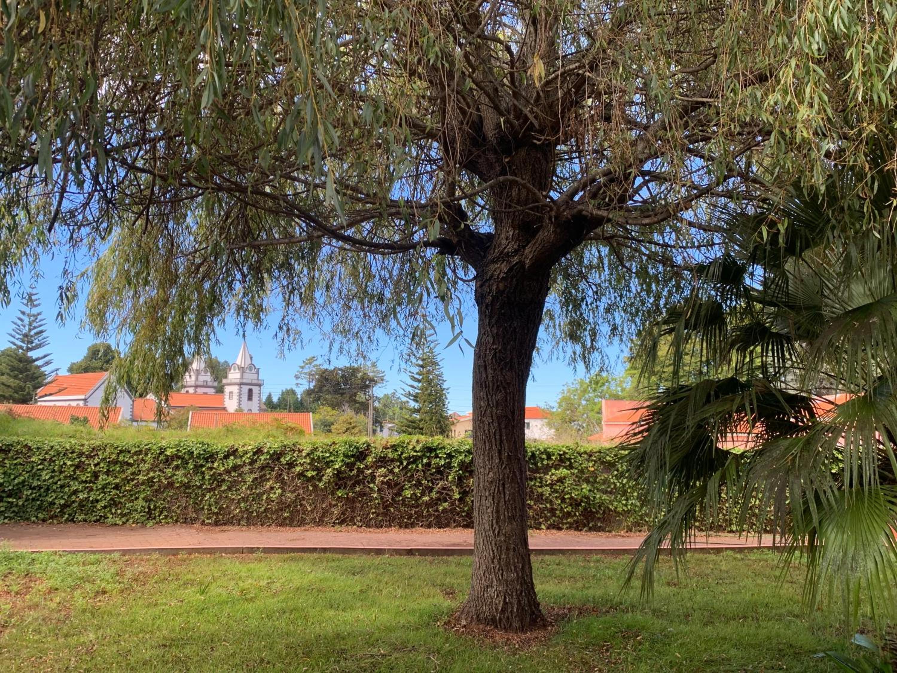 Casa De Cha Prazeres