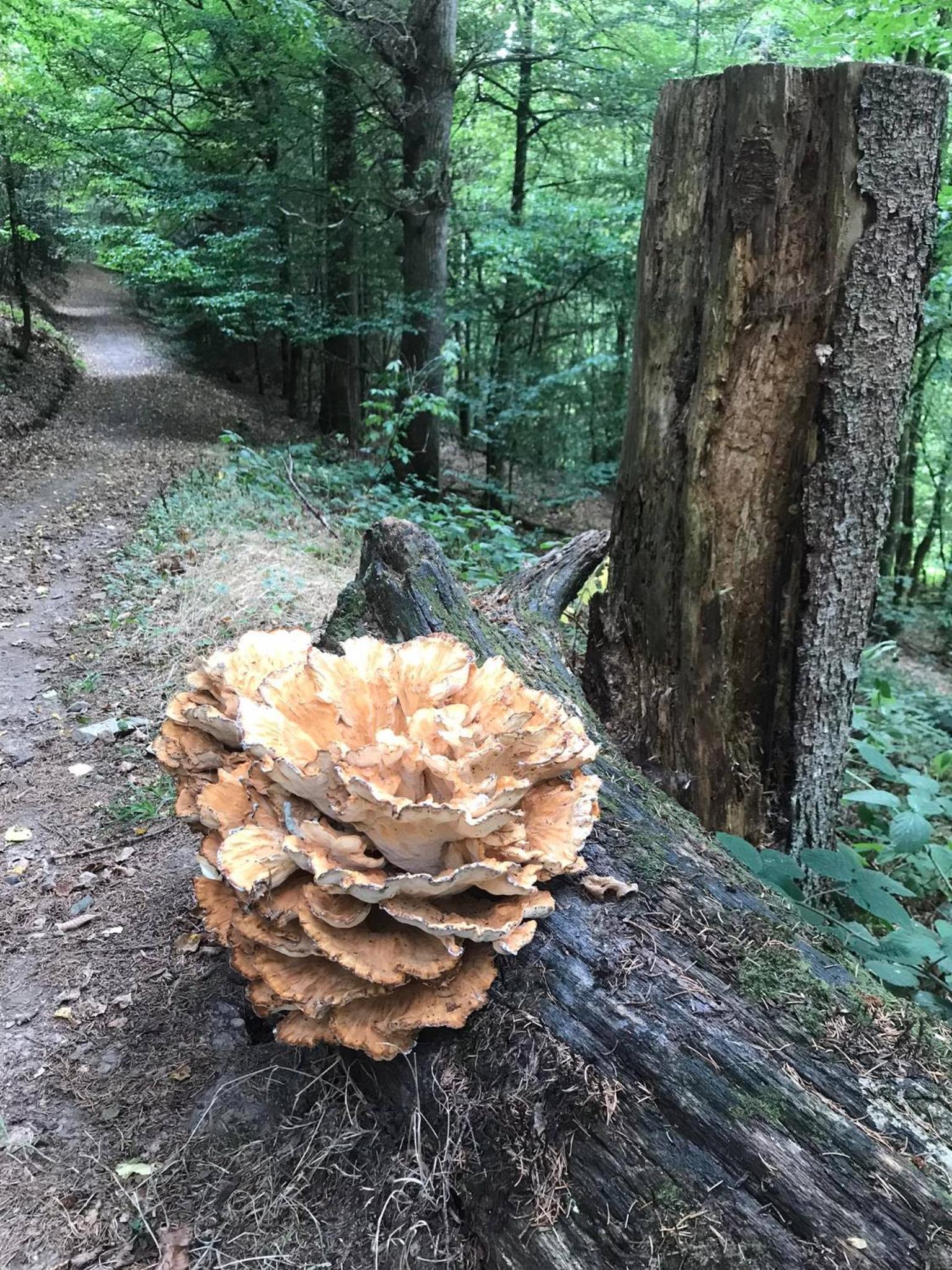 La Grenouillette