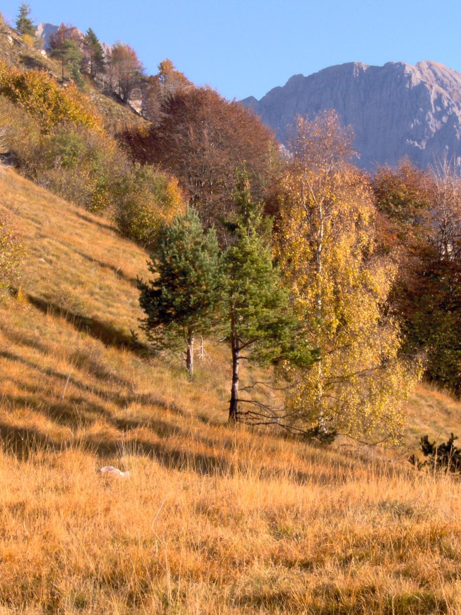 Apartment Ninetta Belluno Dolomiti view 4