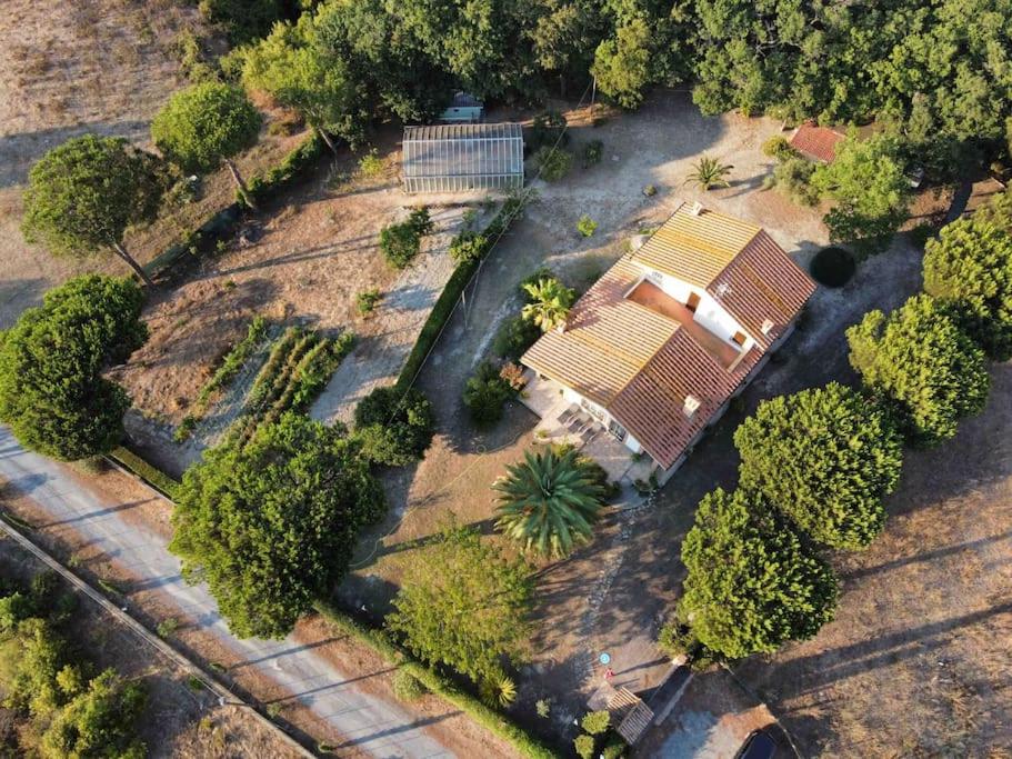 Corbezzolo