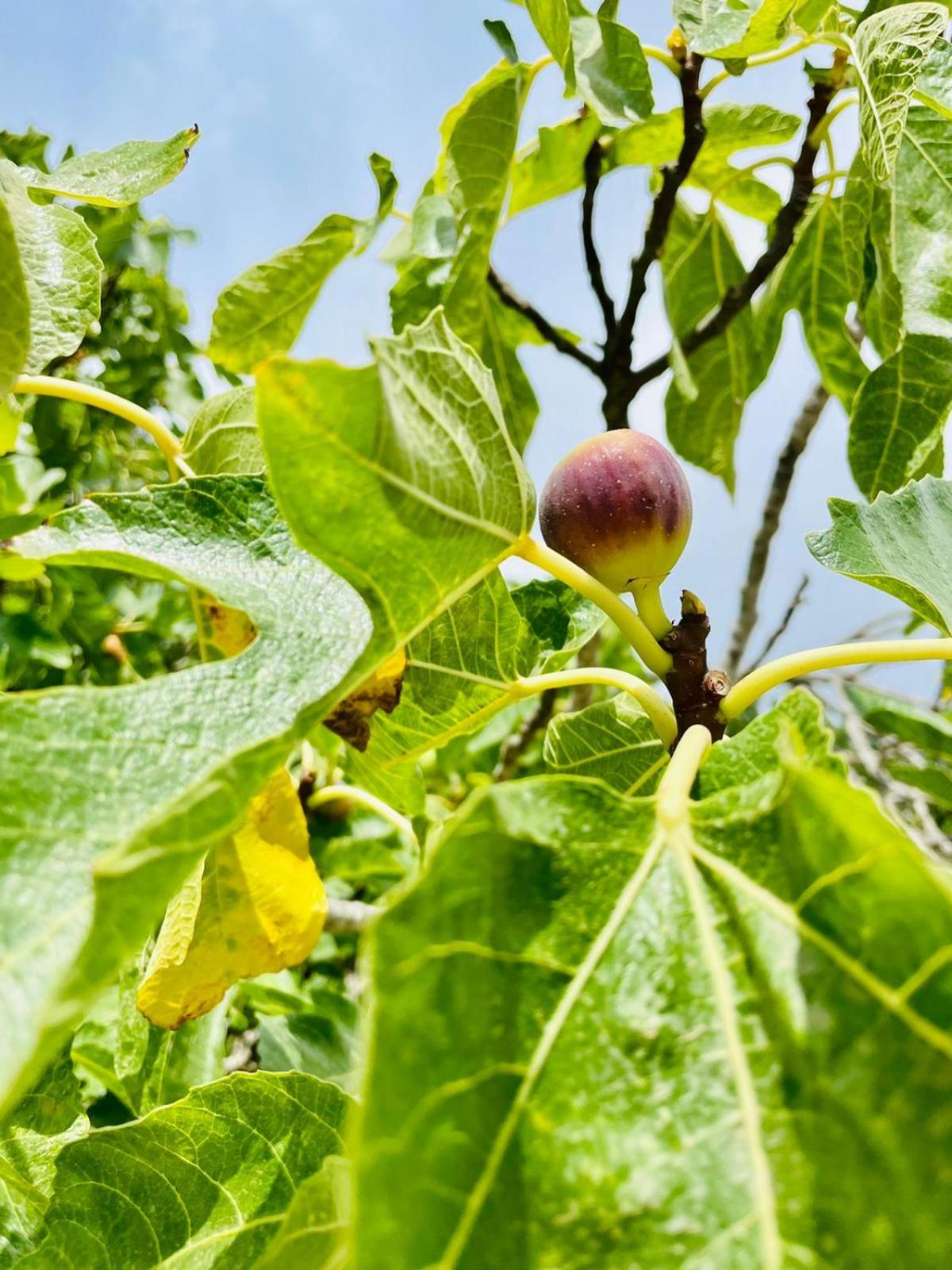 Wunderschöne Finca Alcudia mit Wlan und Heizung