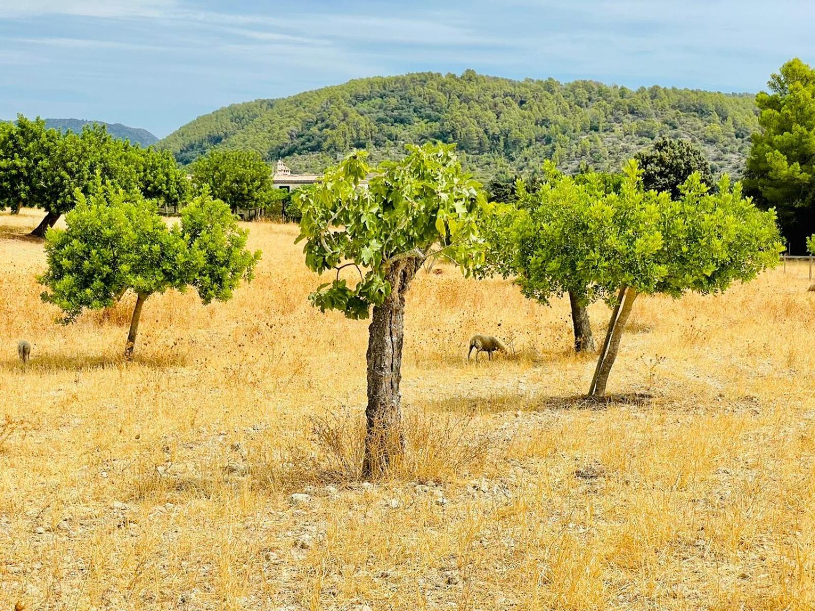 Wunderschöne Finca Alcudia mit Wlan und Heizung