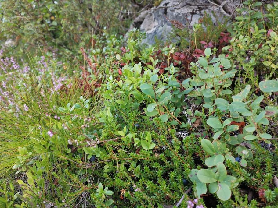 Photo 43