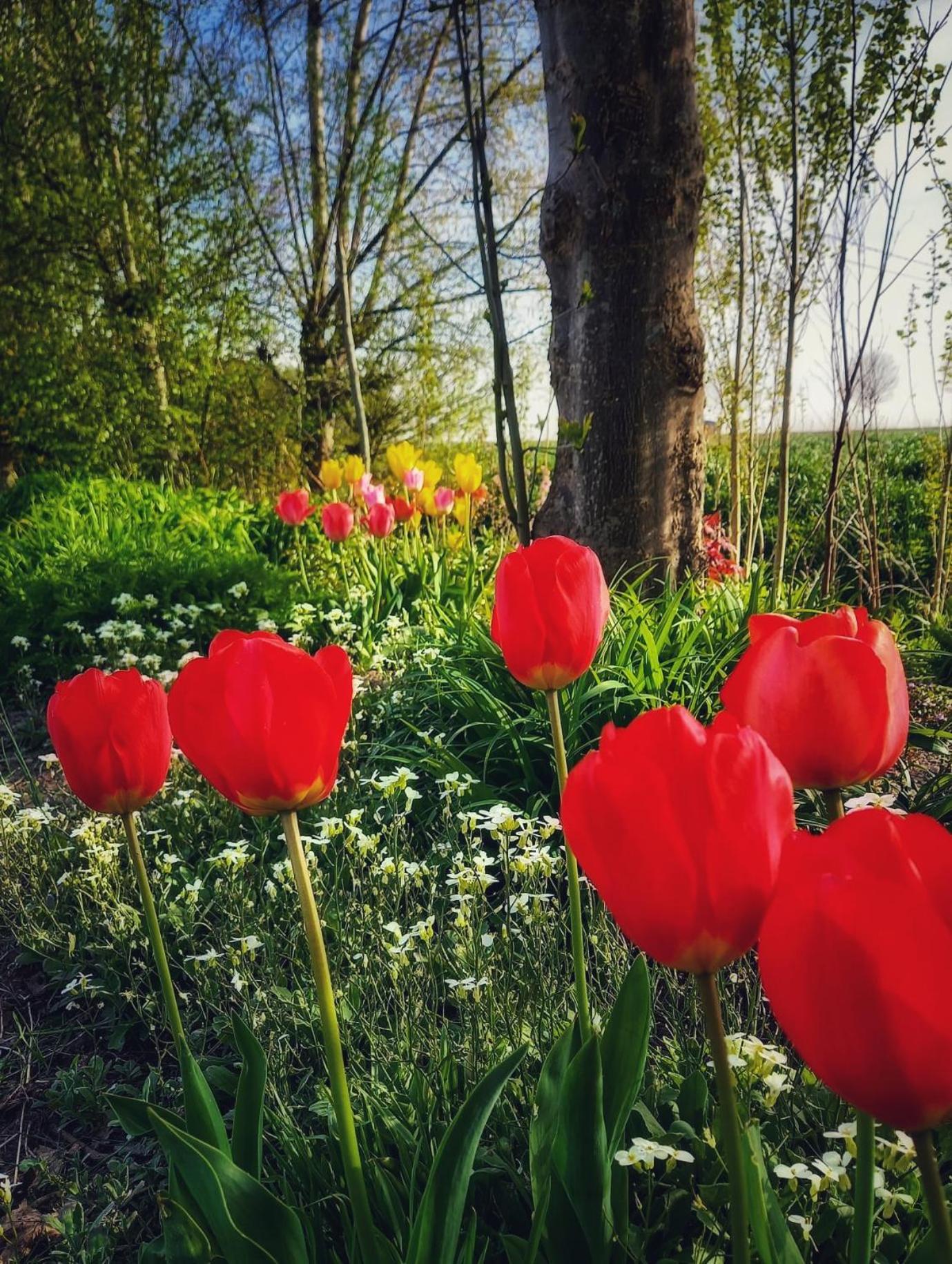 B & B Victors Hof, met zwemvijver en leuke diertjes