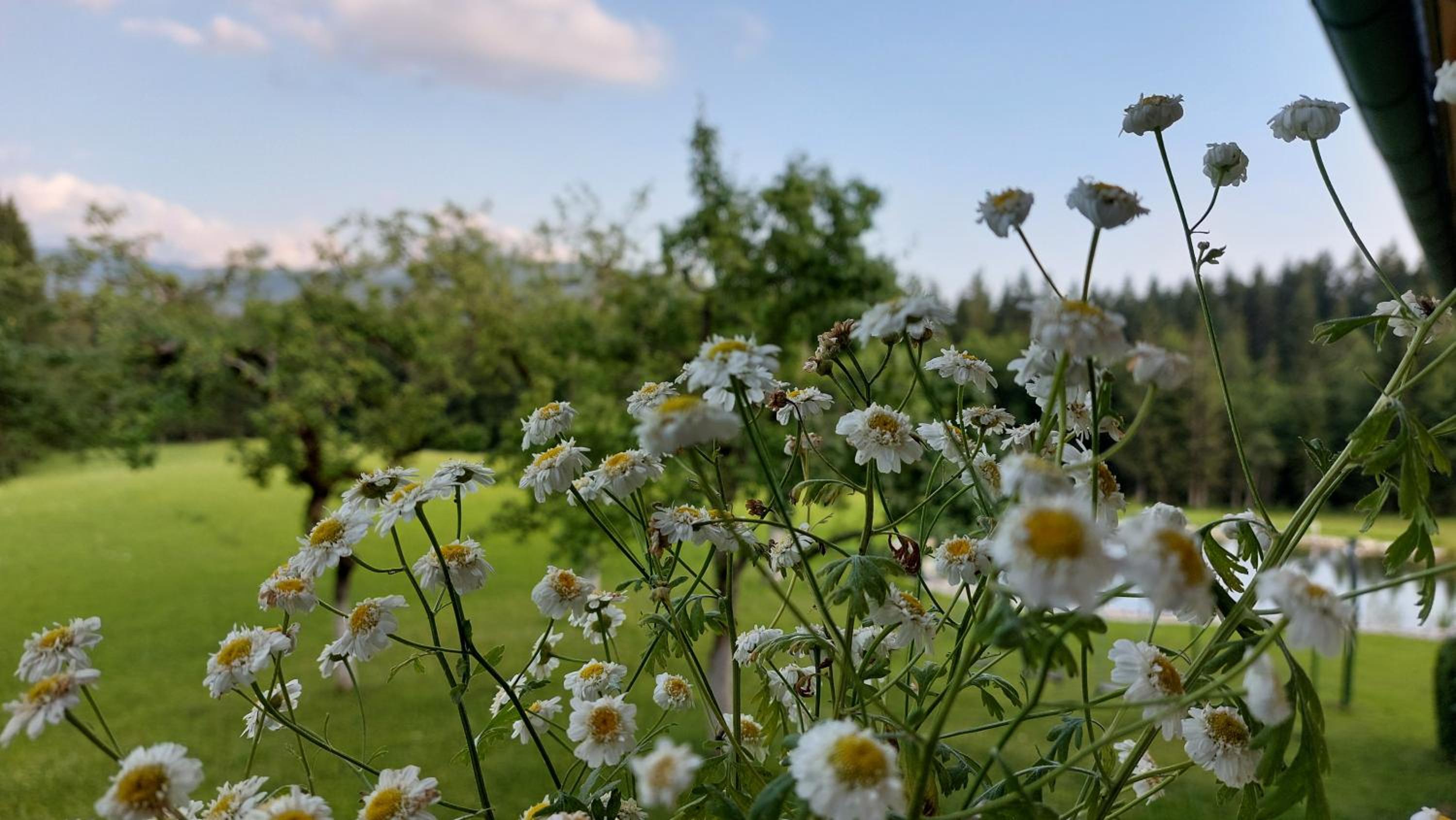 Spulhof