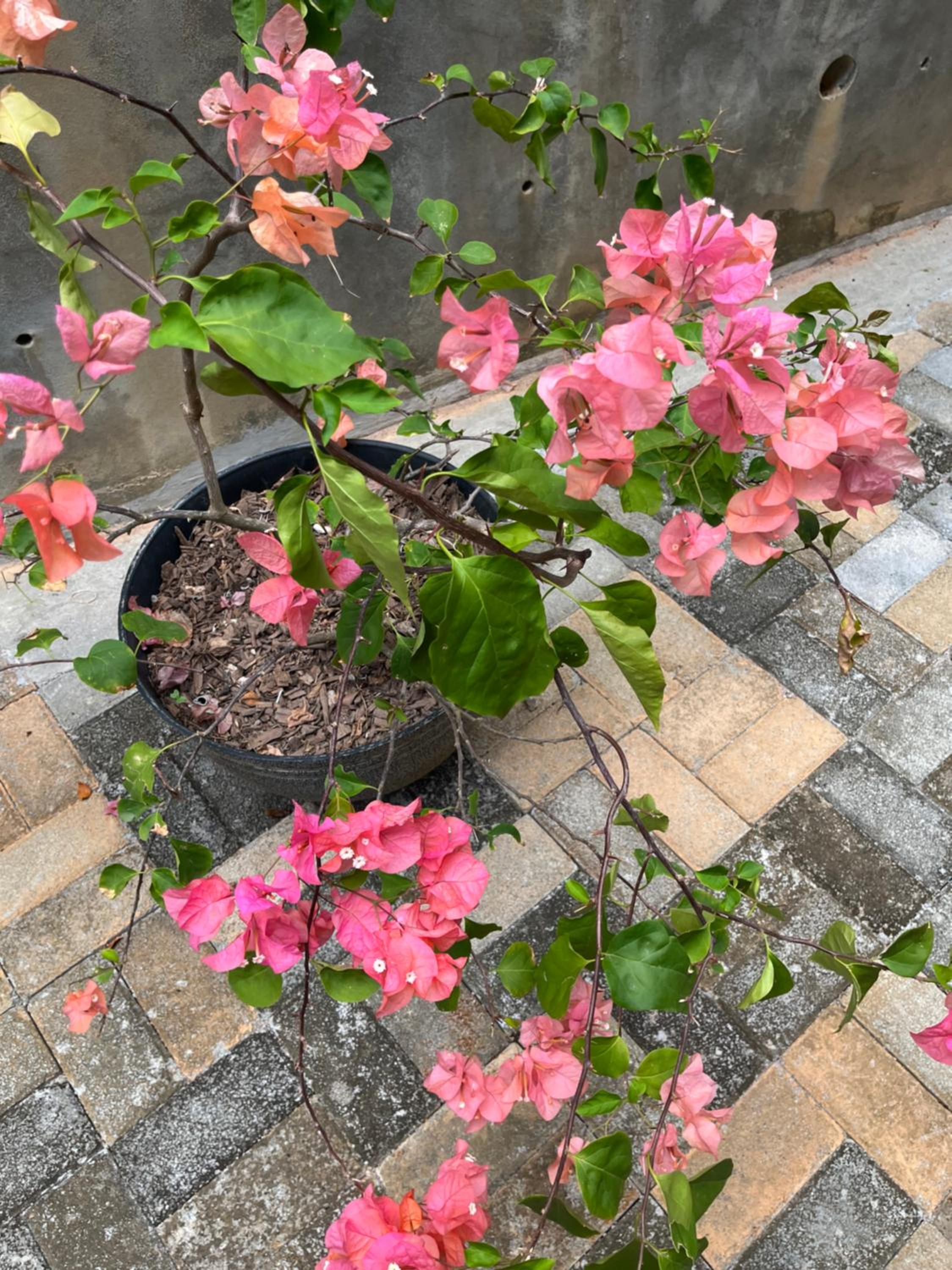 Kanasuk Self catering Apartments — photo 16
