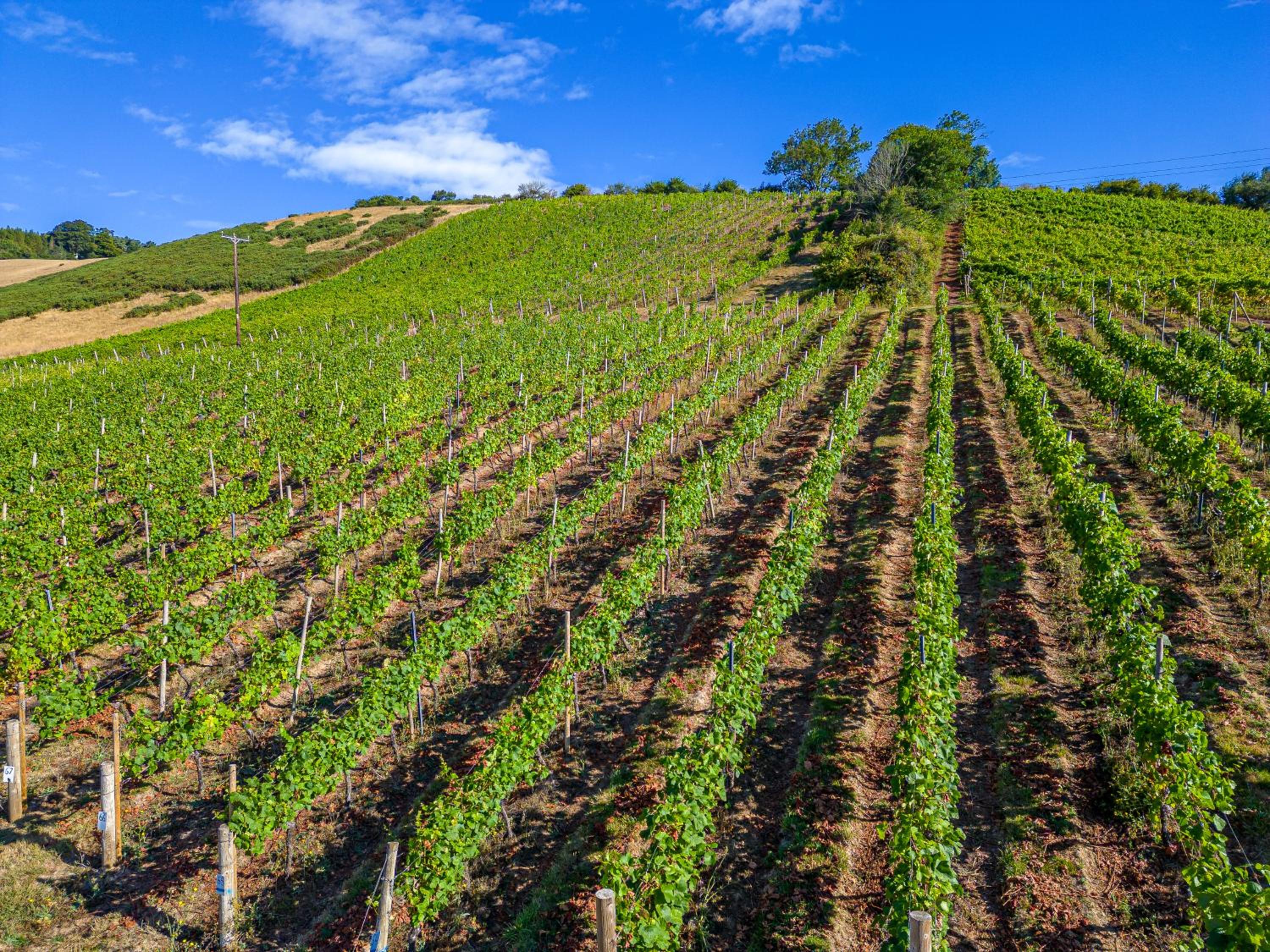 Old Walls Vineyard, photo 18