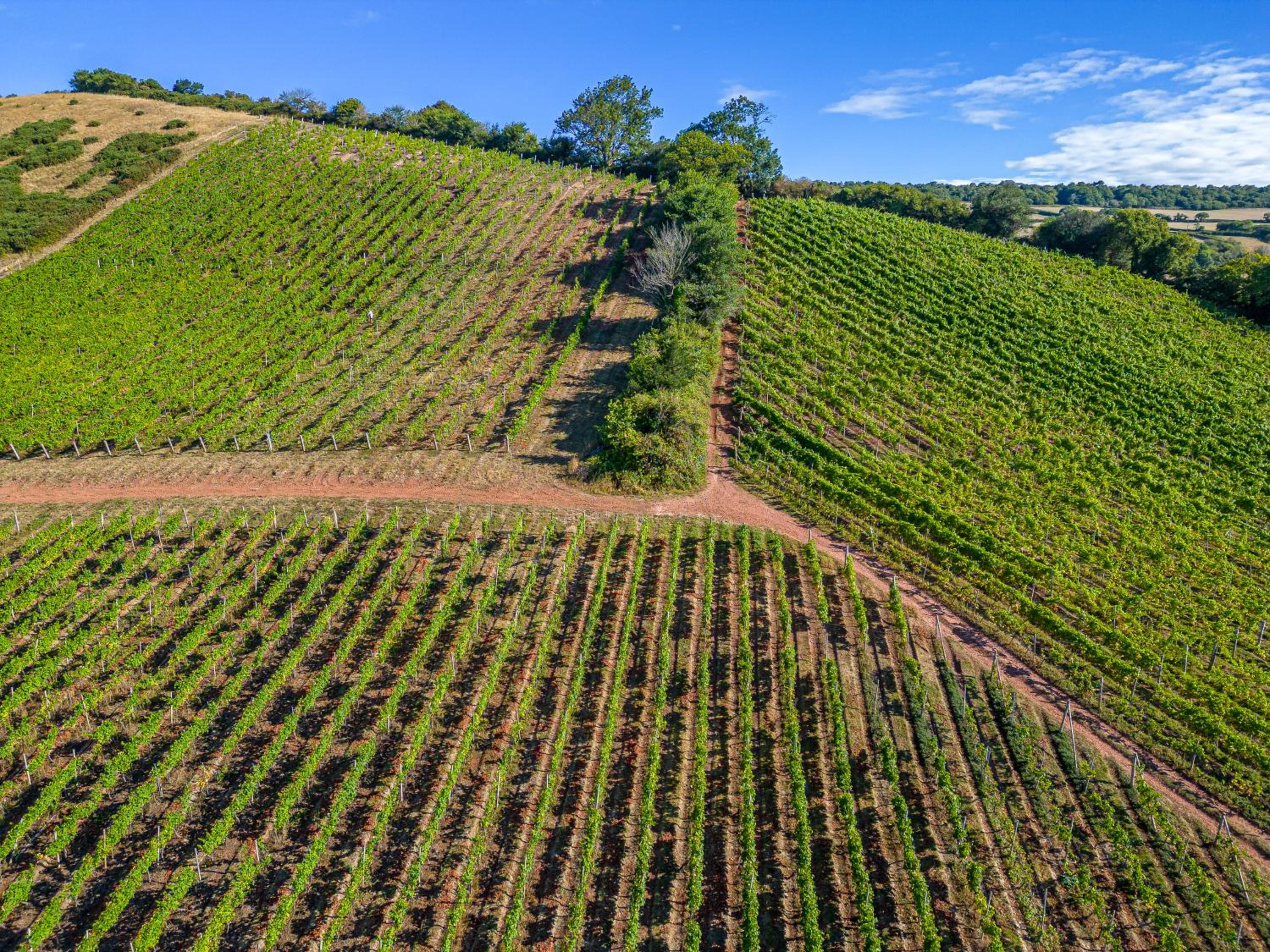 Old Walls Vineyard, photo 36
