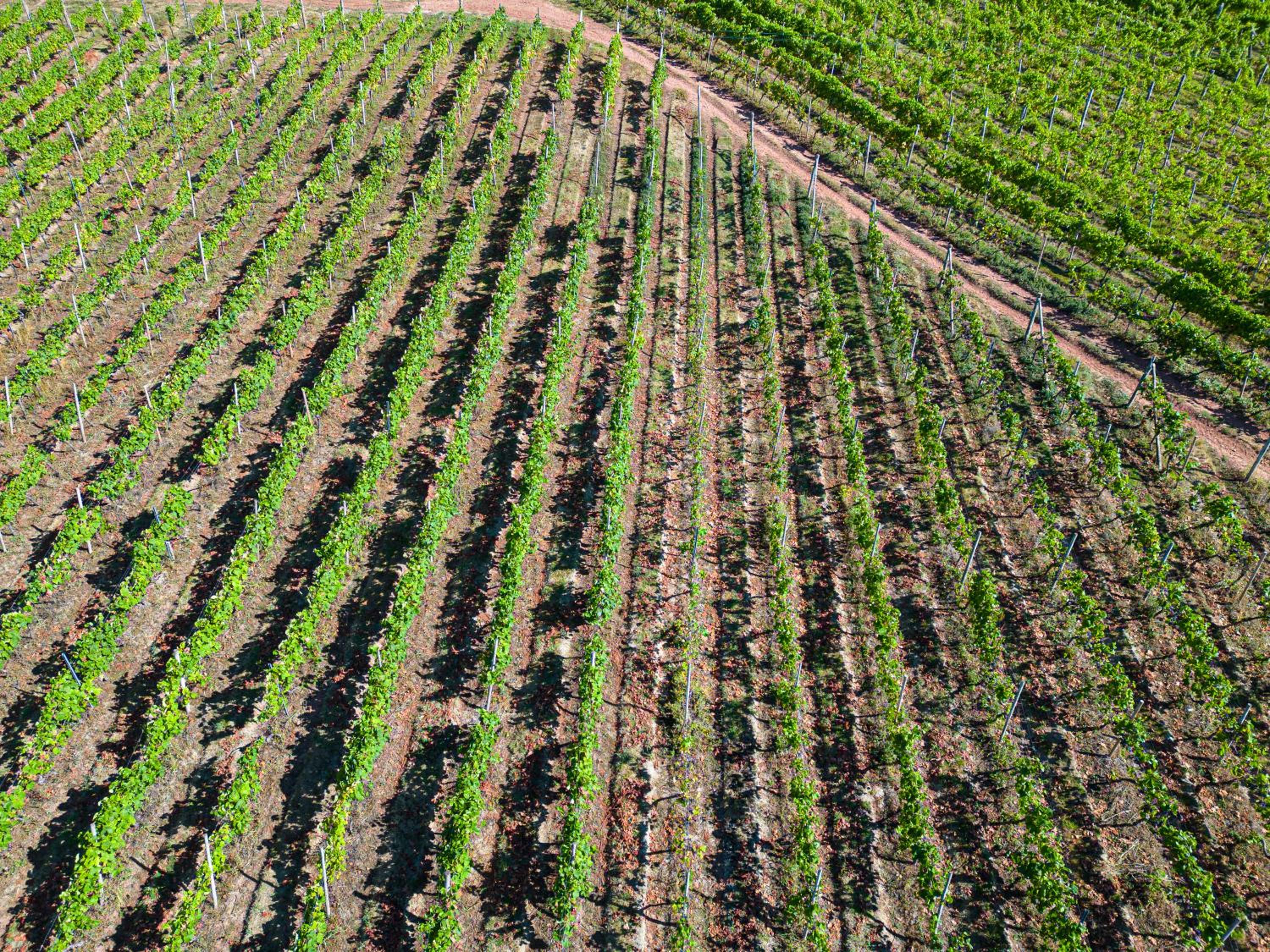 Old Walls Vineyard, photo 60