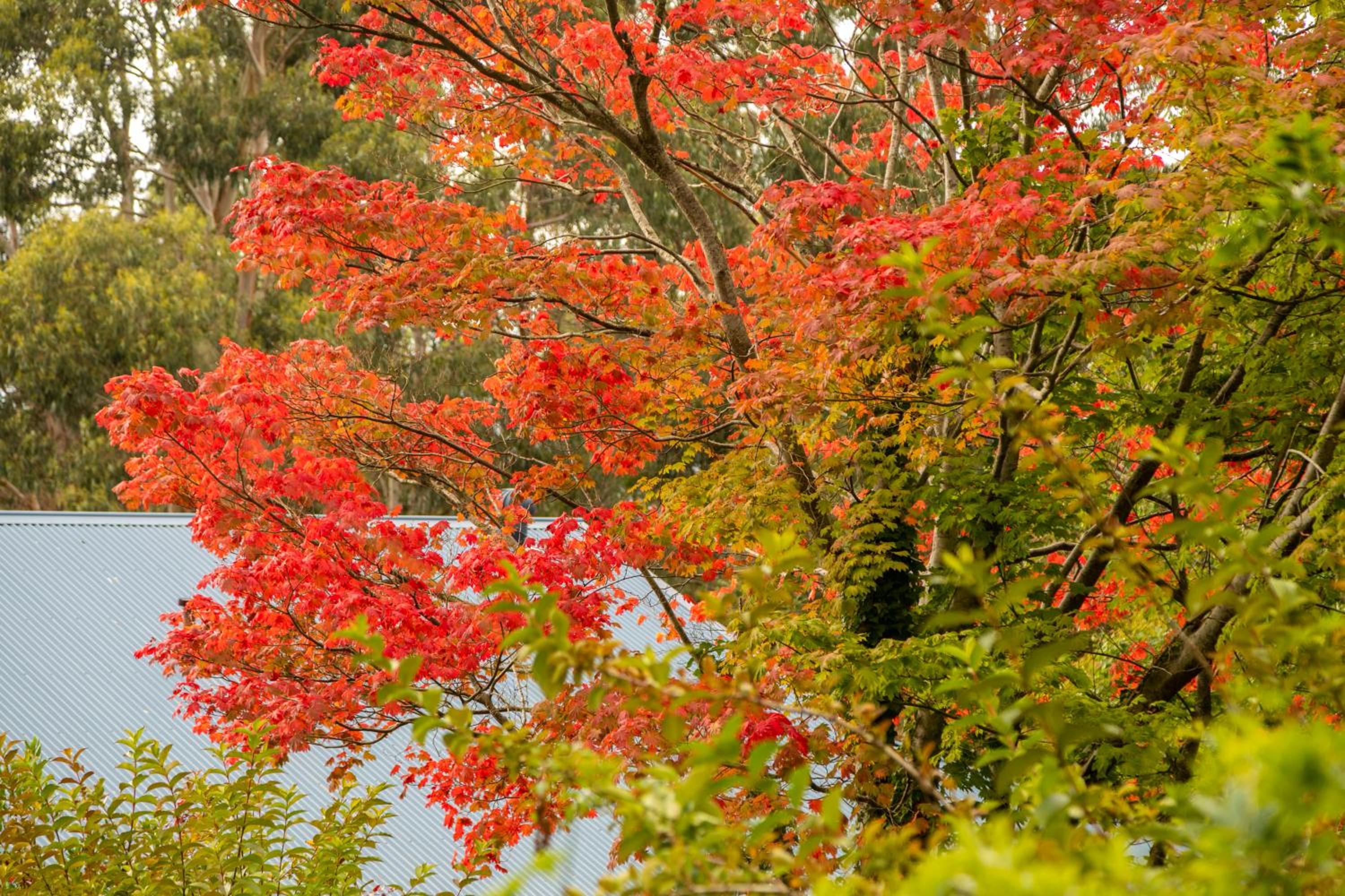 Olinda Cascade Waterfall Mountain View Retreat