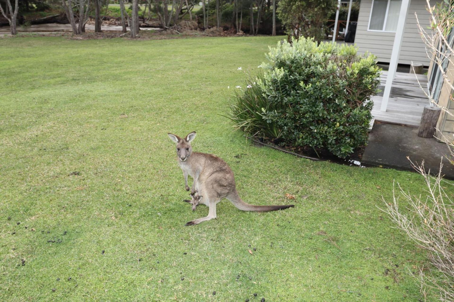 Kangaroo Cabin view 2