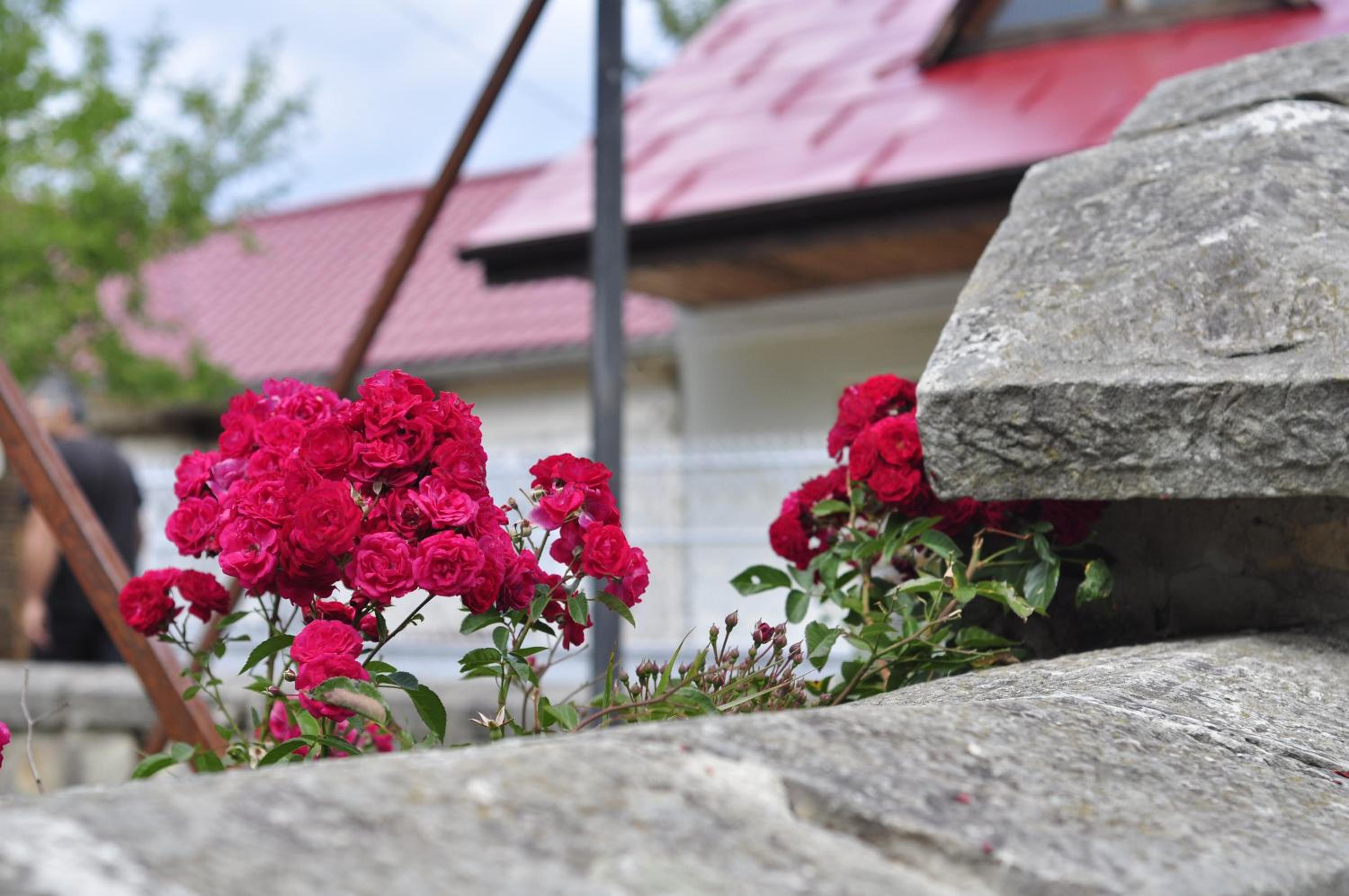 Photo 42