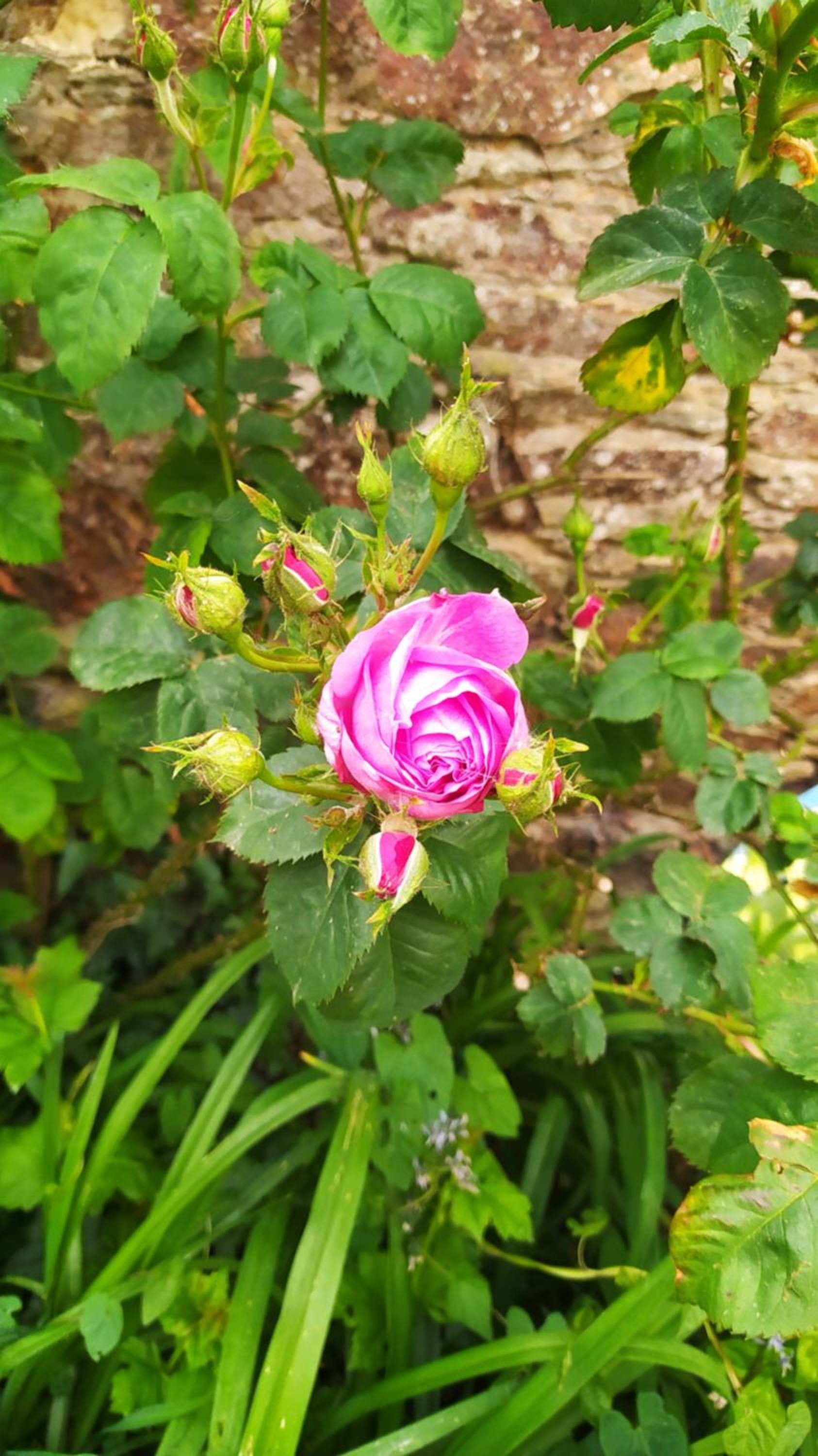 Photo 43