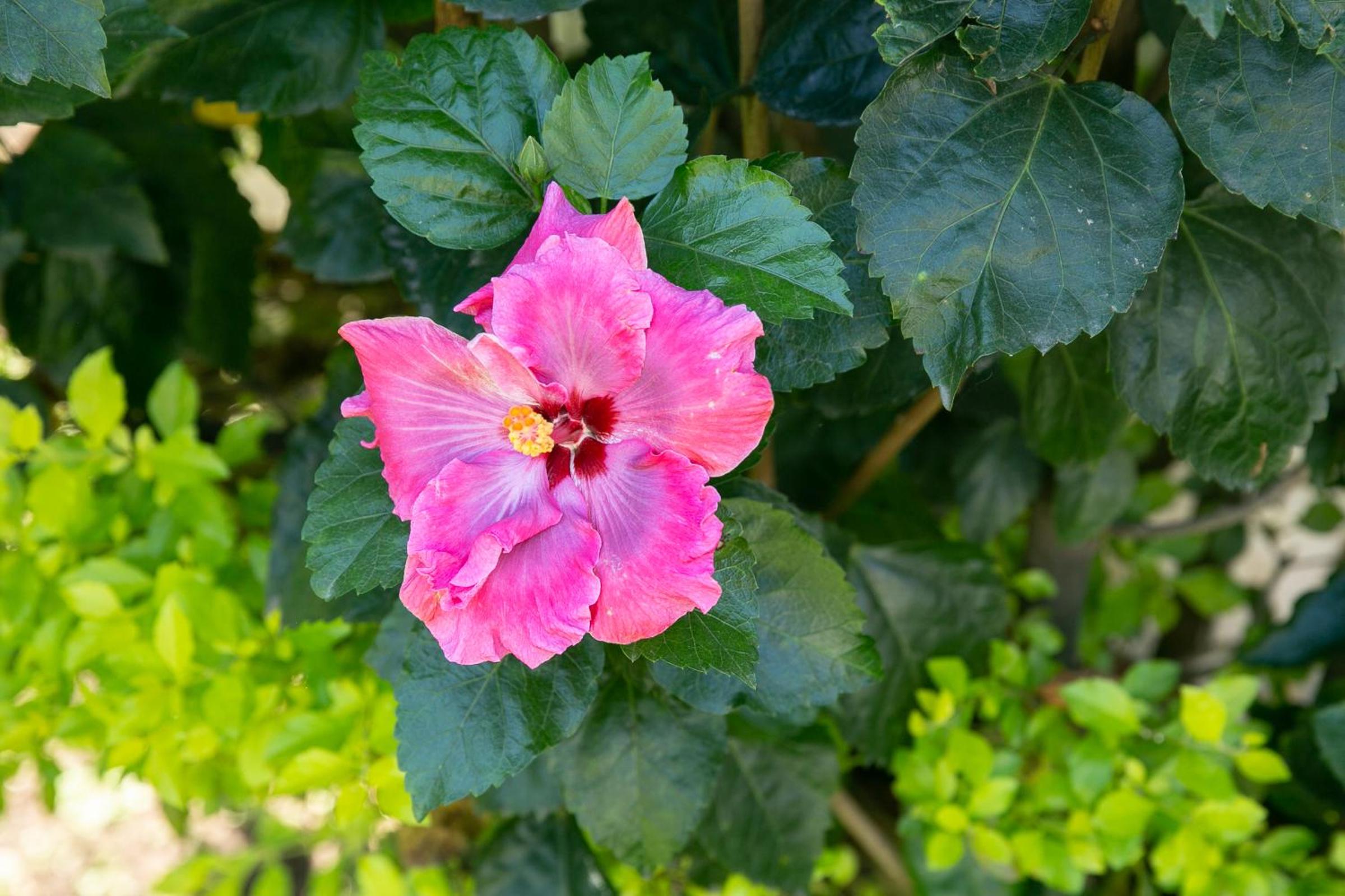 Colibrí Turquesa