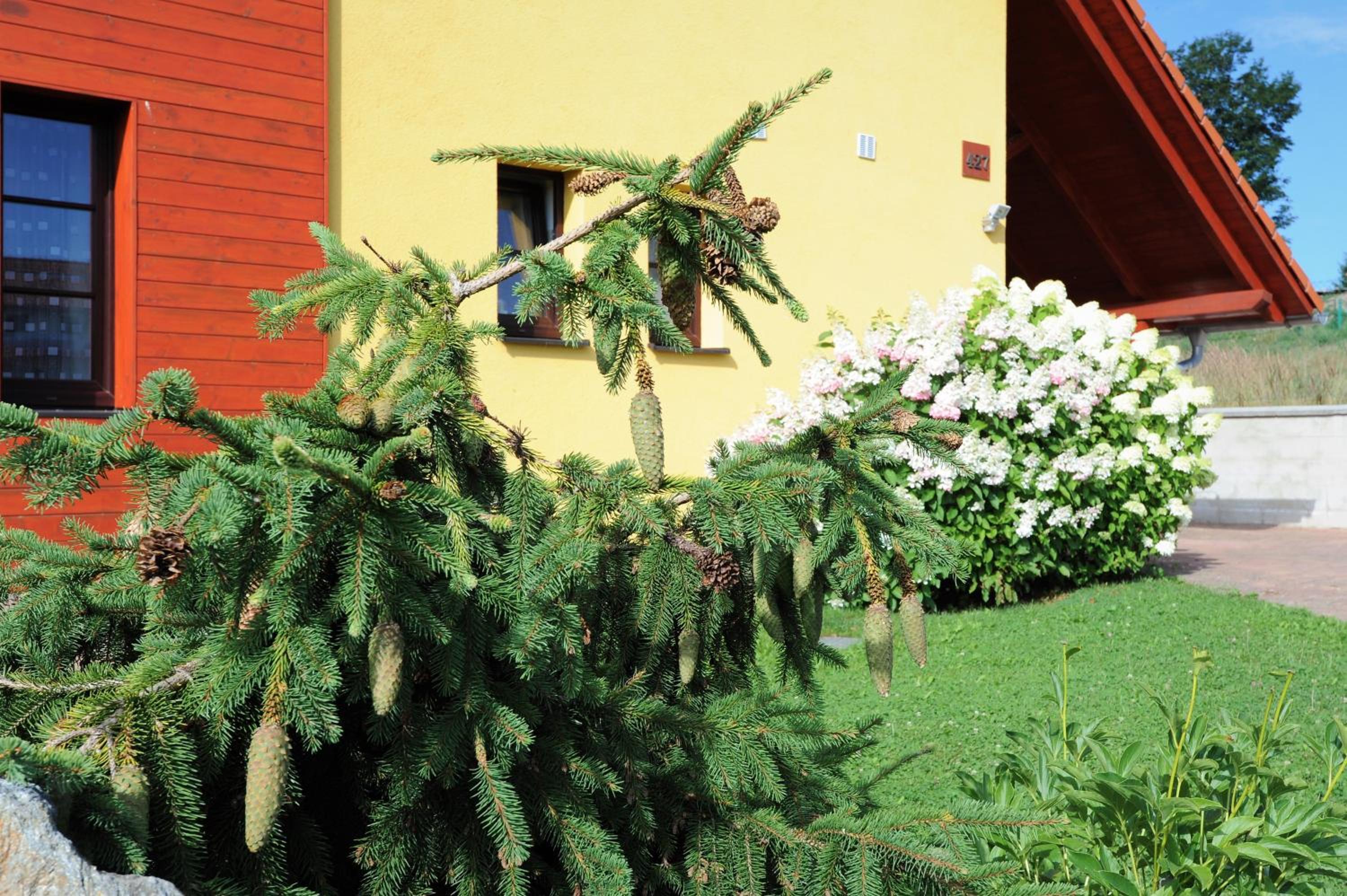 Hortenzie view 3