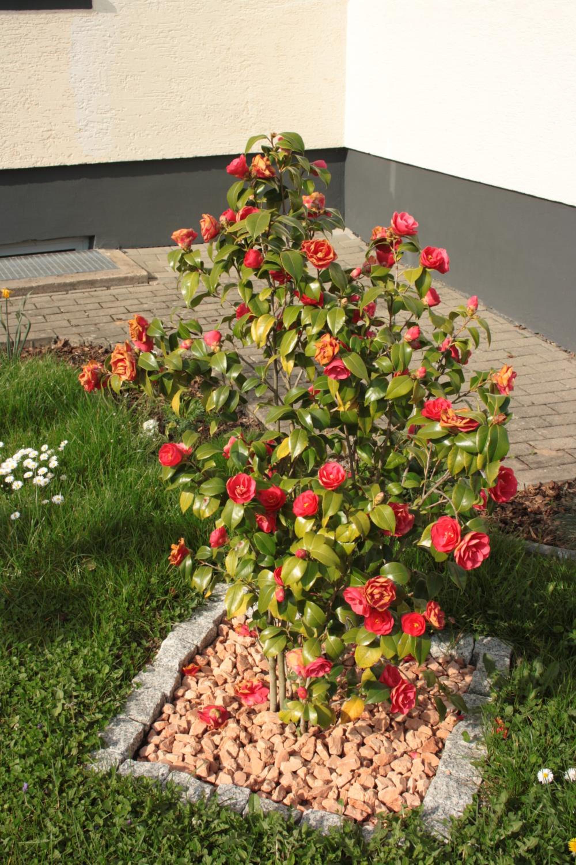 Diamond house deluxe 5 Koblenz