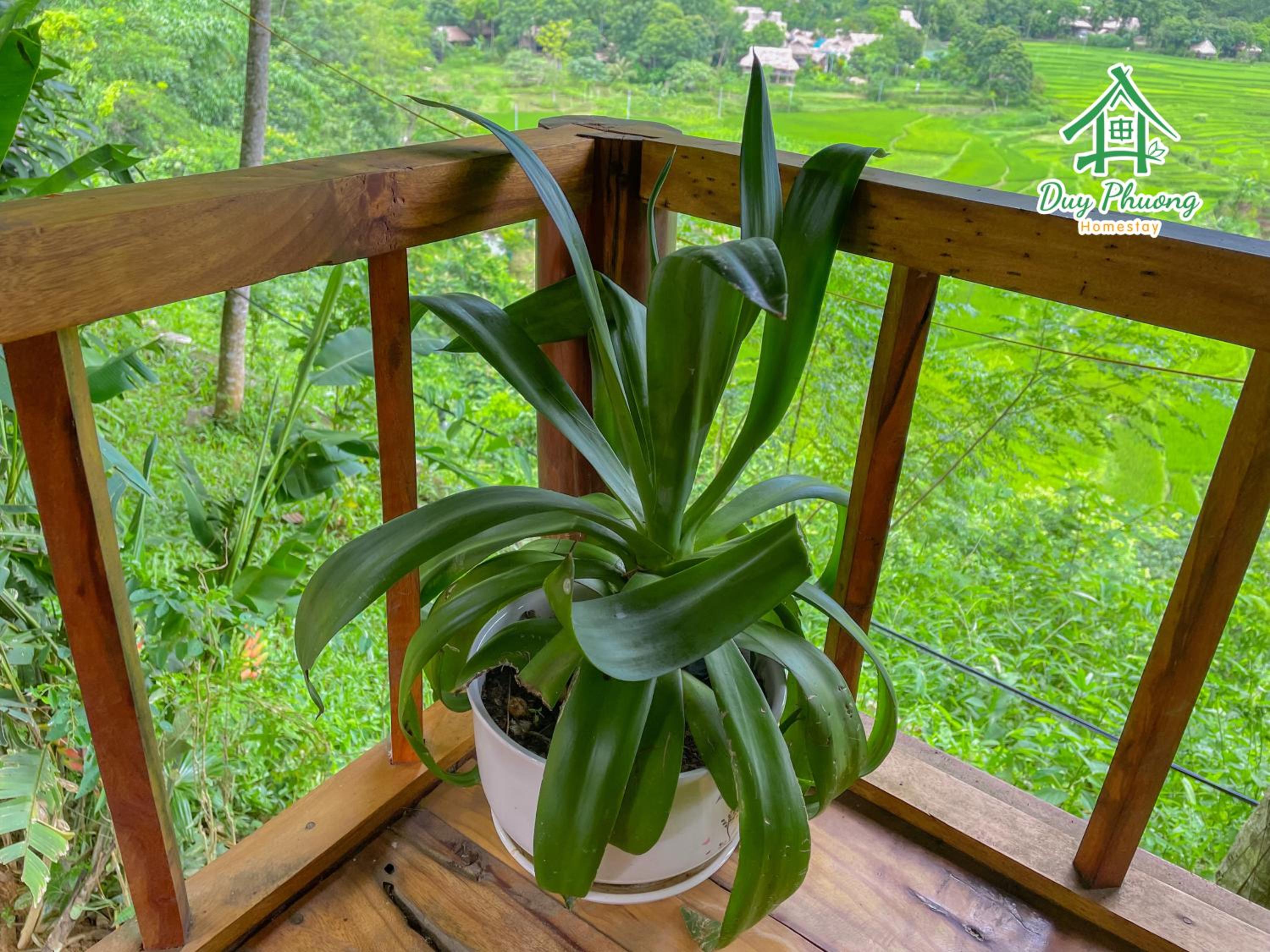 Pu Luong - Duy Phuong Homestay
