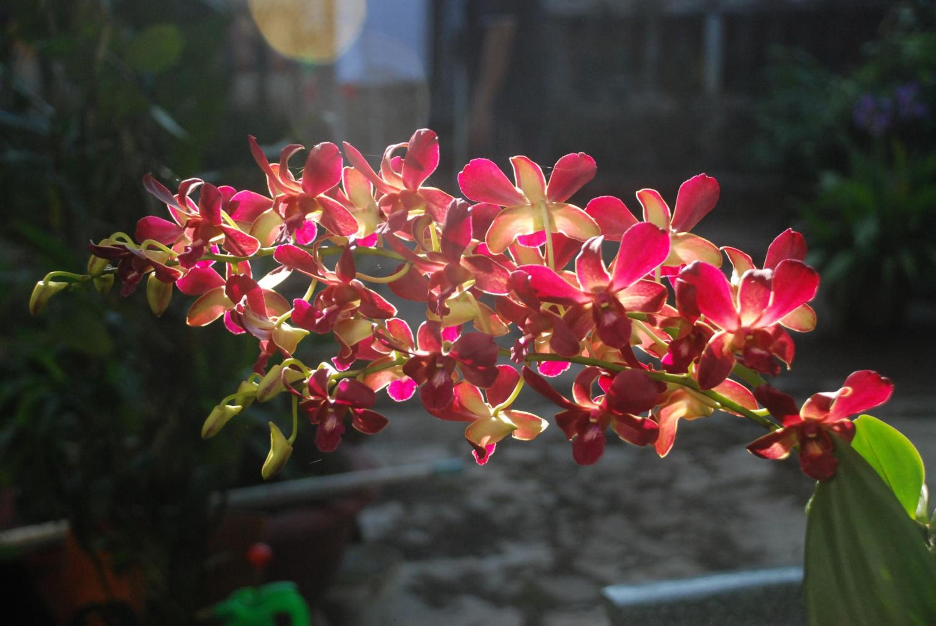 Villa Orchid Garden Riverside Hoi An